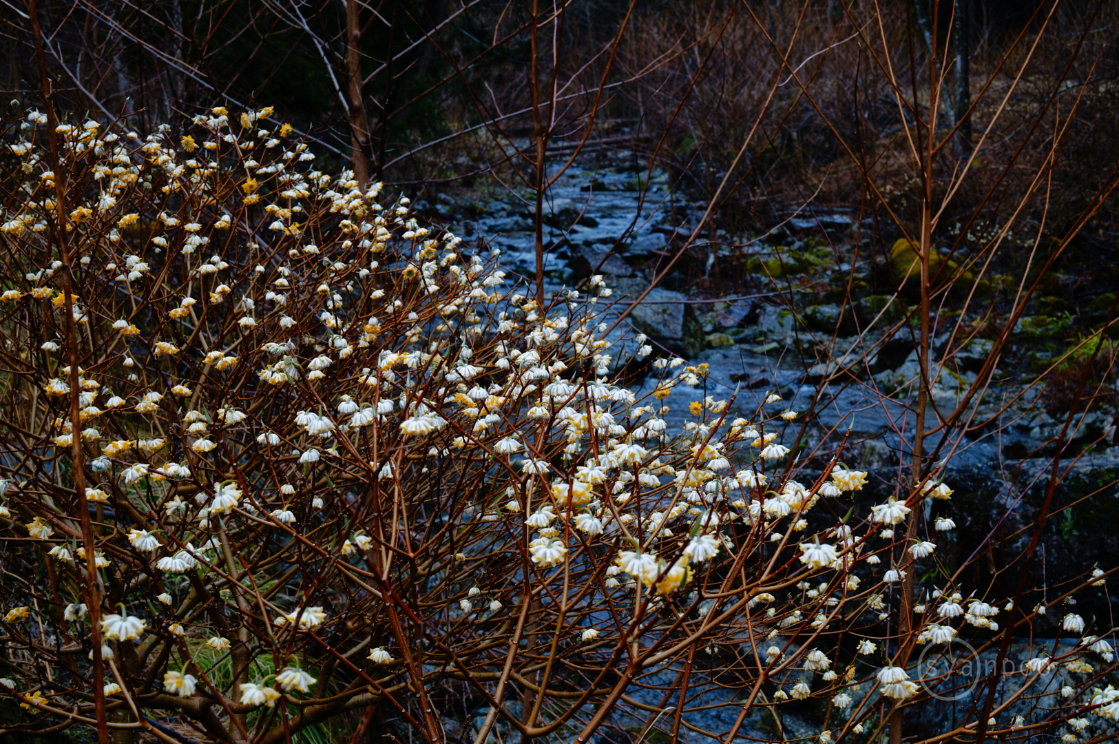 https://www.yaotomi.co.jp/blog/walk/SDIM6234%2C50%20mm%2CF11%2Ciso400%28JPEG%29.jpg