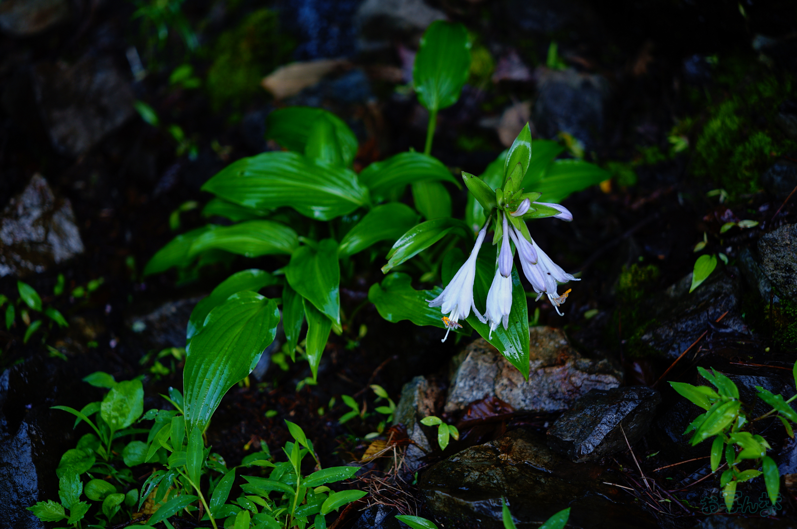 https://www.yaotomi.co.jp/blog/walk/SDIM6239%2C40%20mm%2CF1.8%2C1-160%20%E7%A7%92%2Ciso100%28JPEG%29.jpg