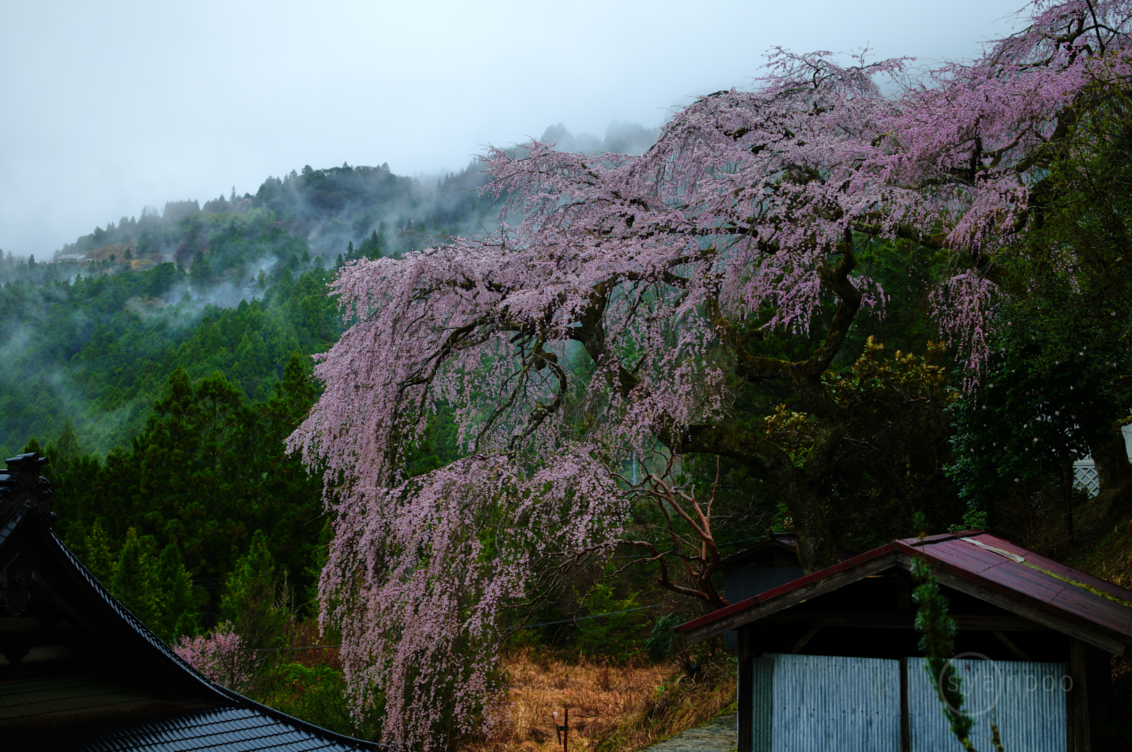 https://www.yaotomi.co.jp/blog/walk/SDIM6285%2C50%20mm%2CF2%2Ciso100%28JPEG%29.jpg