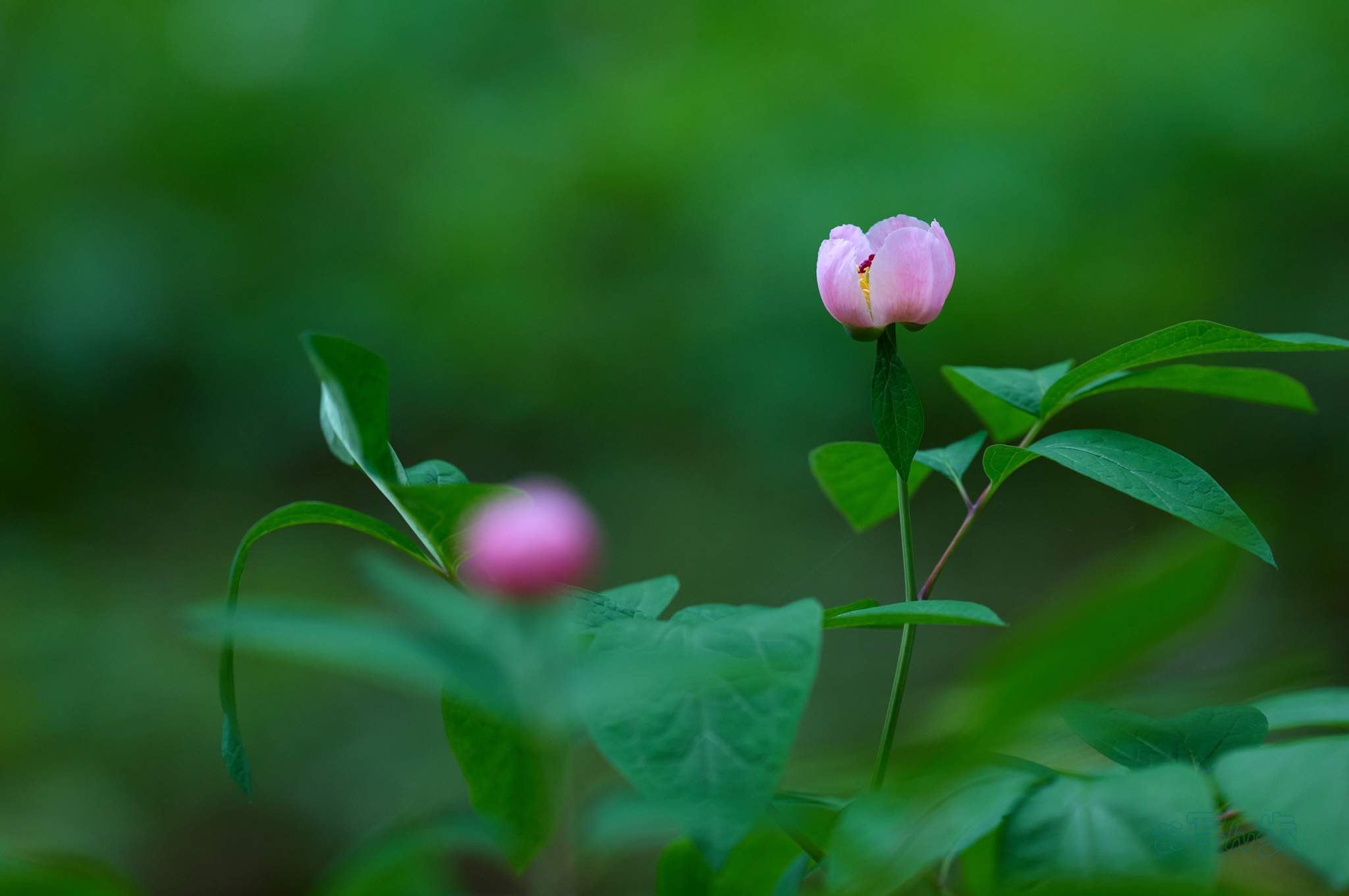 https://www.yaotomi.co.jp/blog/walk/SDIM6336co%2C200%20mm%2CF2.5%2Ciso800%28DNG%29_1.jpg