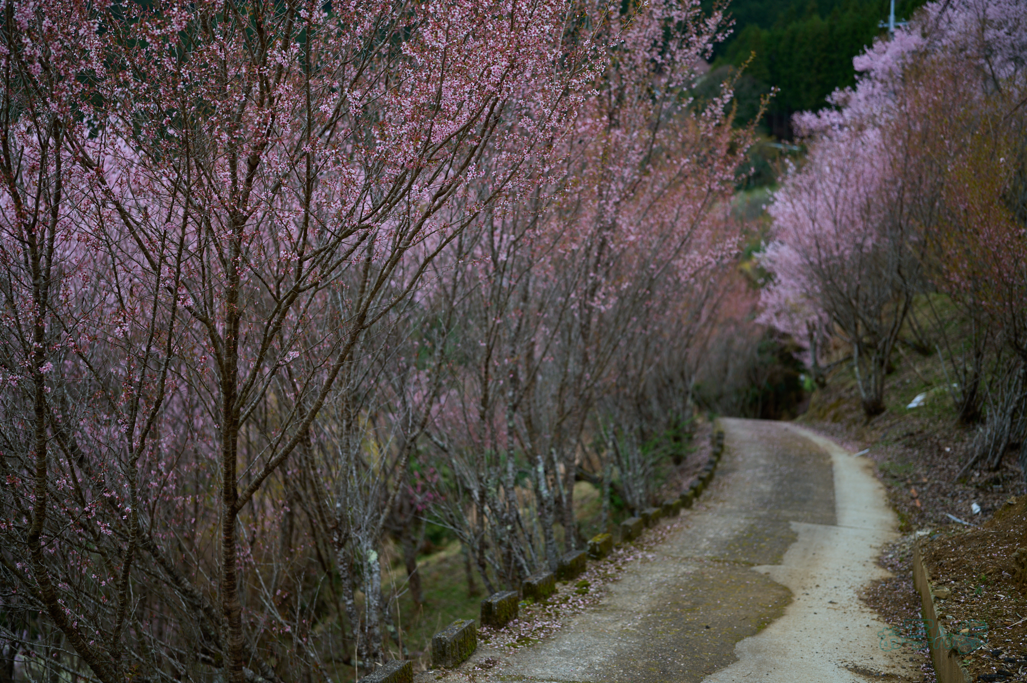 https://www.yaotomi.co.jp/blog/walk/SDIM6344co%2C35%20mm%2CF1.4%2Ciso100%28DNG%29.jpg