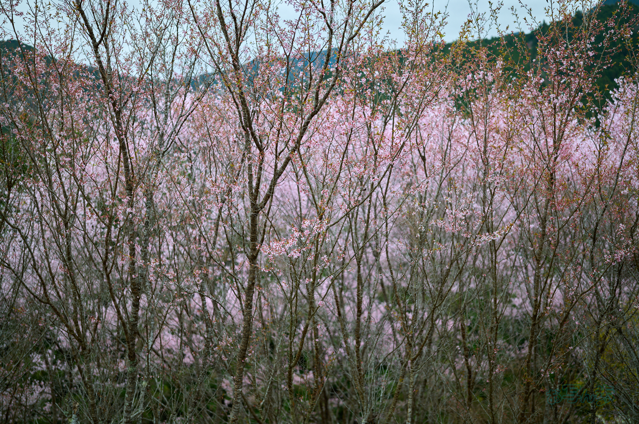 https://www.yaotomi.co.jp/blog/walk/SDIM6353co%2C35%20mm%2CF1.4%2Ciso100%28DNG%29_1.jpg