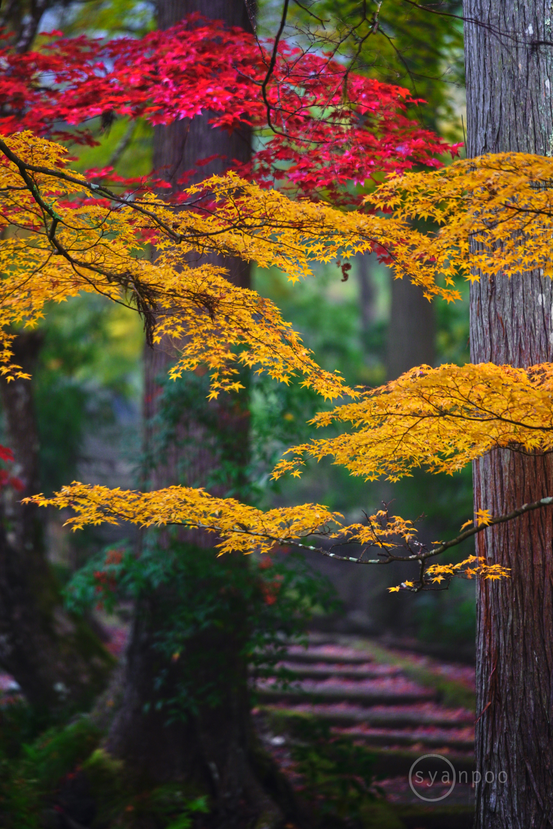 https://www.yaotomi.co.jp/blog/walk/SDIM6424%2C192%20mm%2CF2.8%2Ciso500%28JPEG%29.jpg