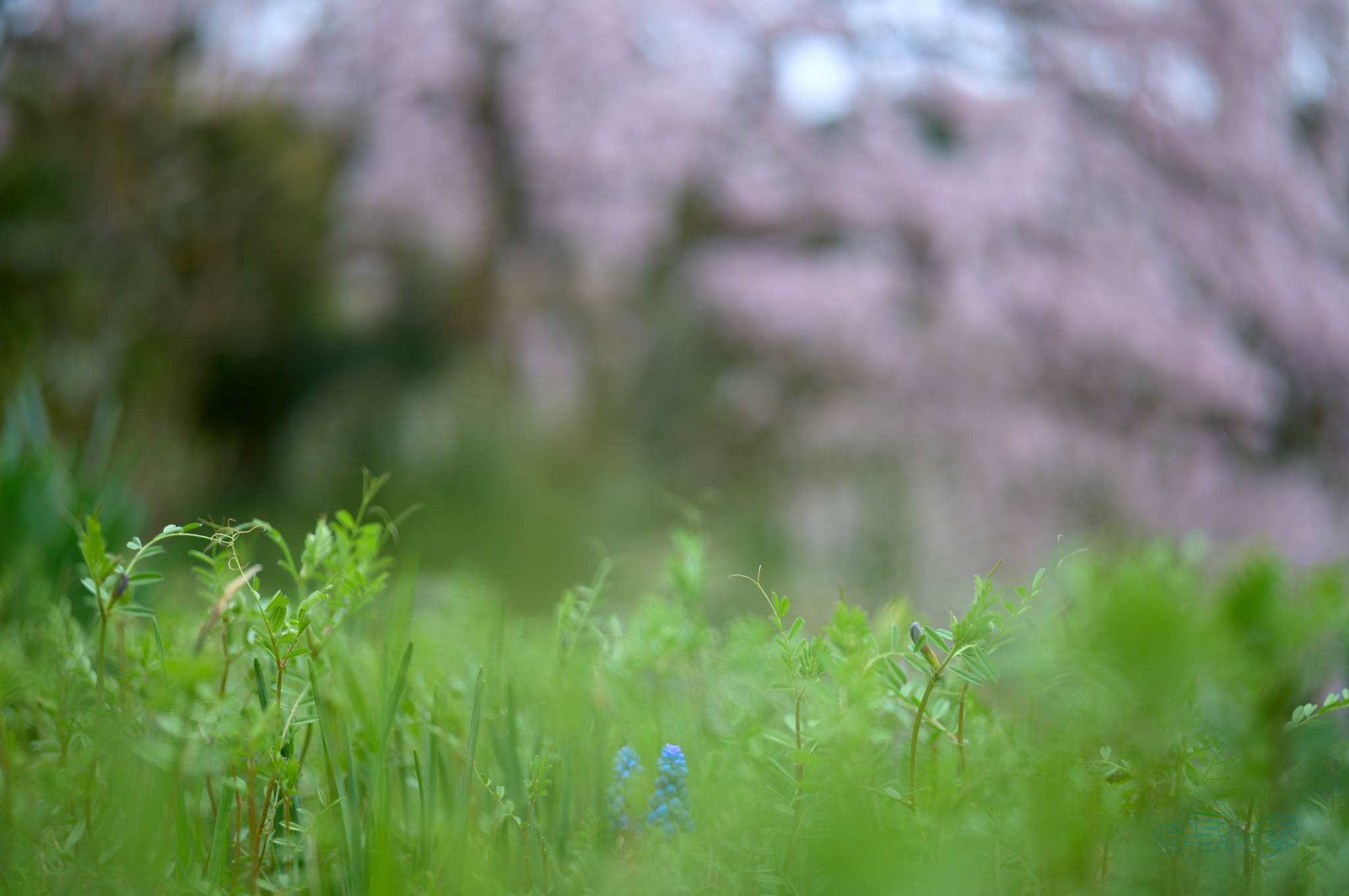 https://www.yaotomi.co.jp/blog/walk/SDIM6427co%2C35%20mm%2CF1.4%2Ciso100%28DNG%29.jpg