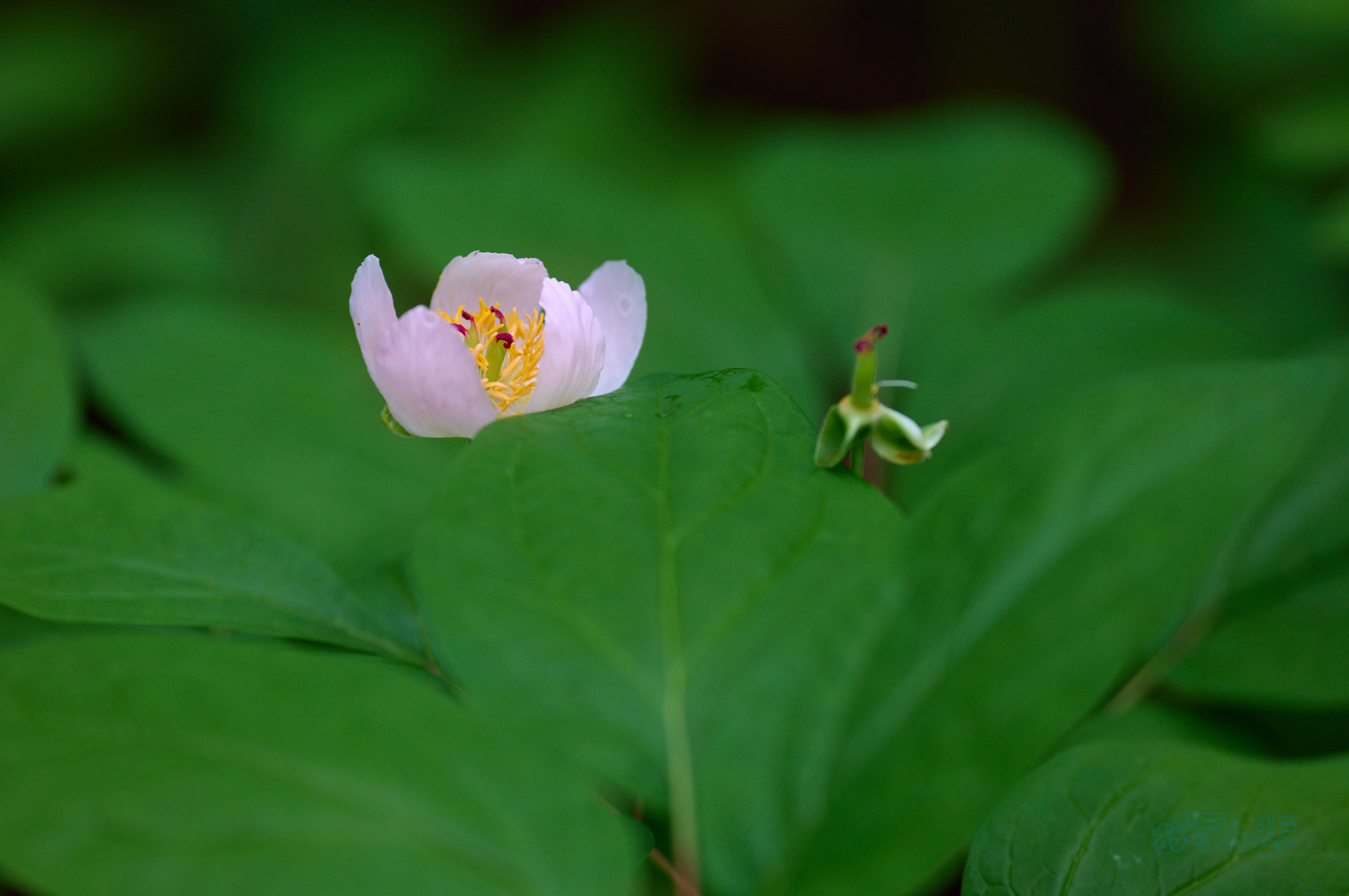 https://www.yaotomi.co.jp/blog/walk/SDIM6432co%2C200%20mm%2CF2.5%2Ciso800%28DNG%29.jpg