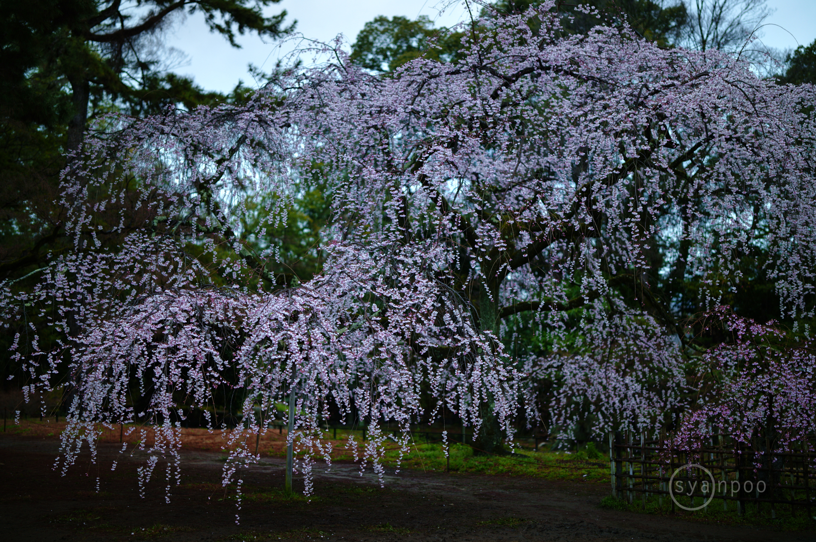 https://www.yaotomi.co.jp/blog/walk/SDIM6465%2C50%20mm%2CF1.2%2Ciso160%28JPEG%29.jpg