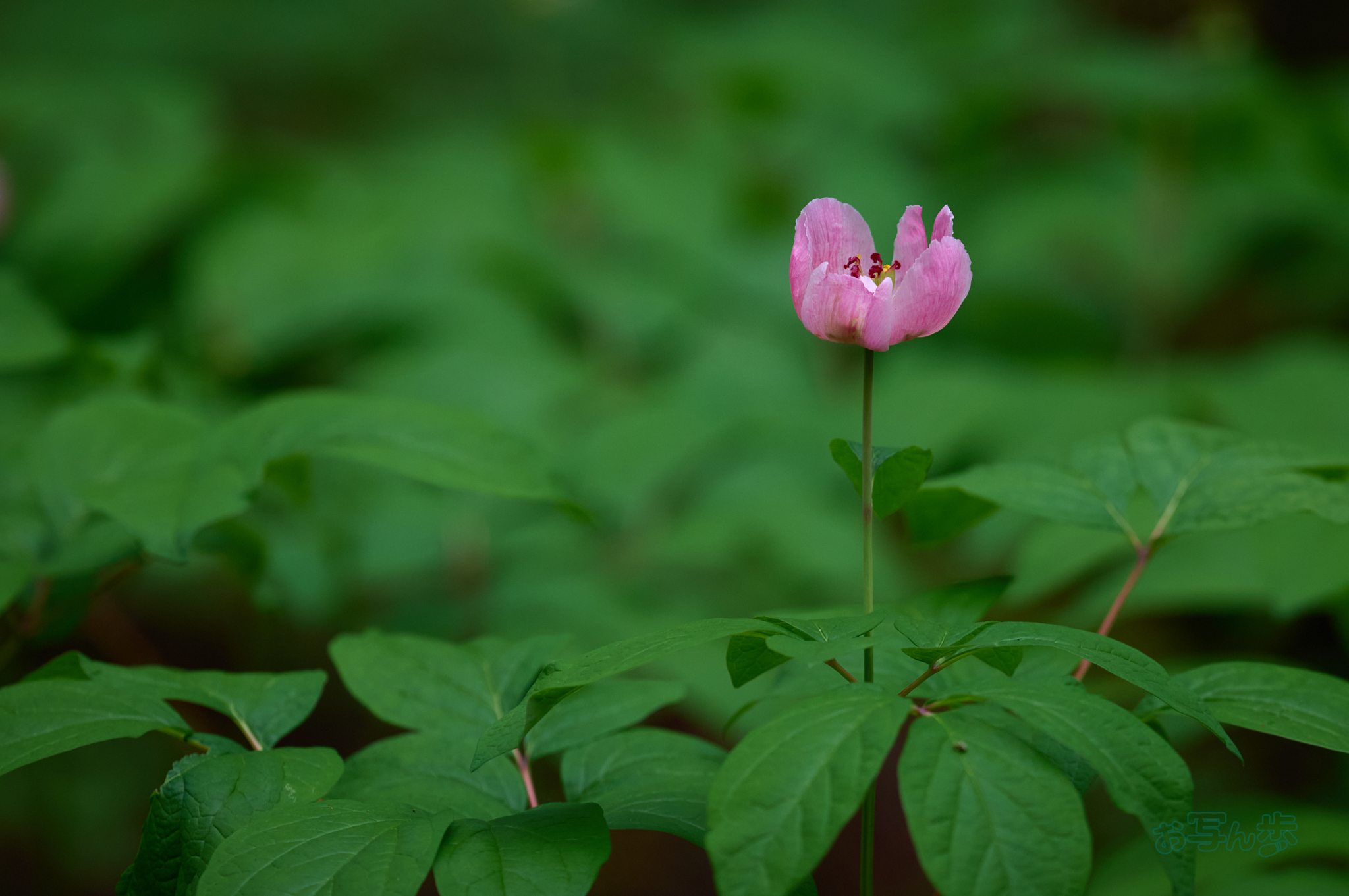 https://www.yaotomi.co.jp/blog/walk/SDIM6475co%2C200%20mm%2CF2.5%2Ciso400%28DNG%29.jpg