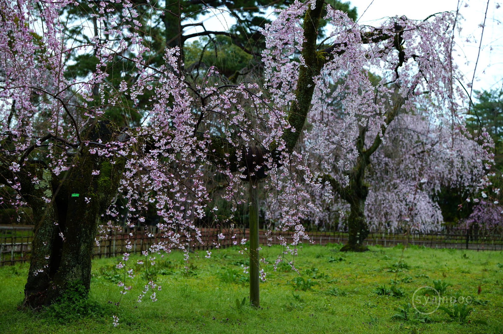 https://www.yaotomi.co.jp/blog/walk/SDIM6500%2C50%20mm%2CF2.8%2Ciso1000%28JPEG%29.jpg