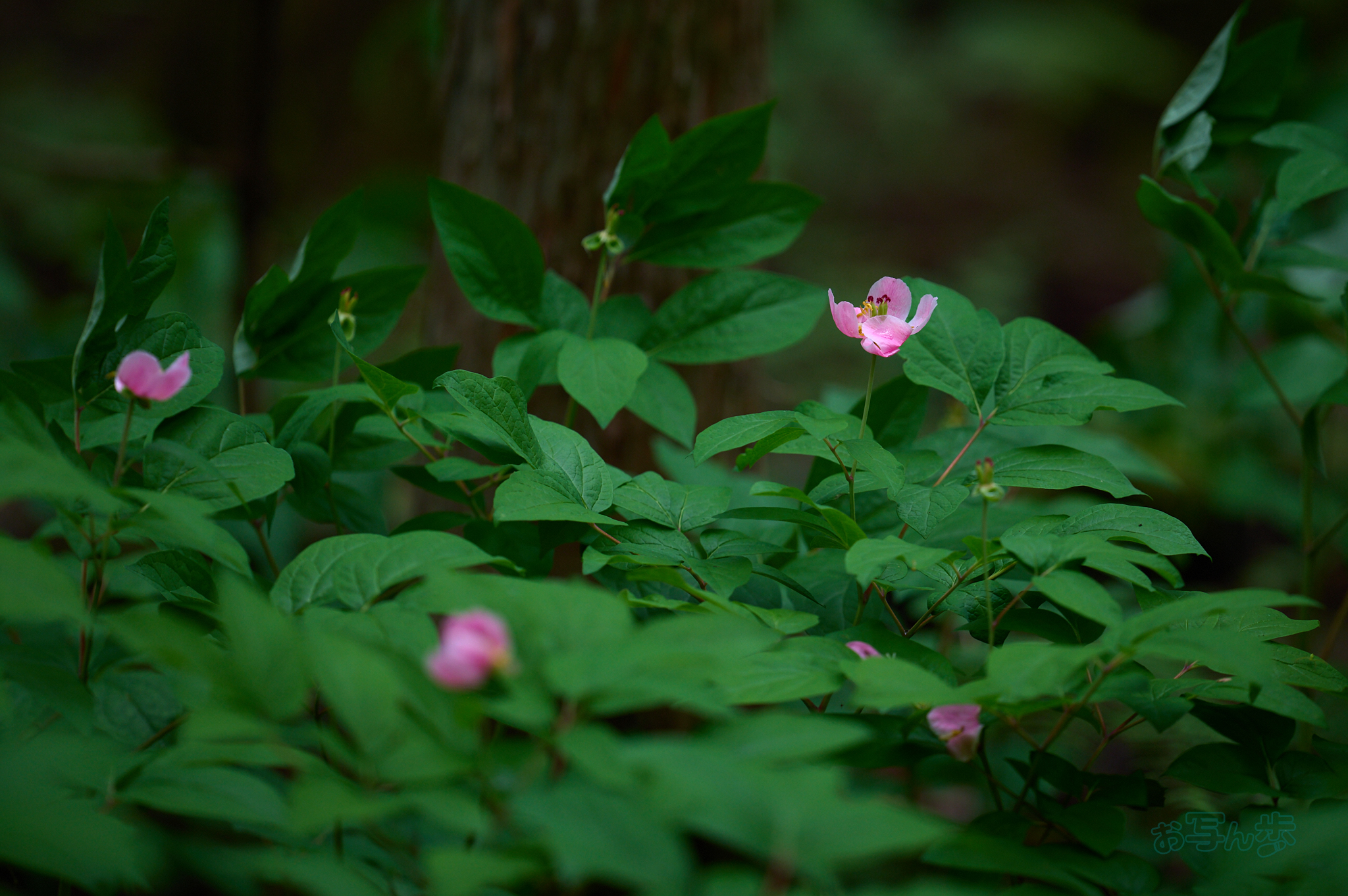 https://www.yaotomi.co.jp/blog/walk/SDIM6505co%2C200%20mm%2CF2.2%2Ciso400%28DNG%29.jpg