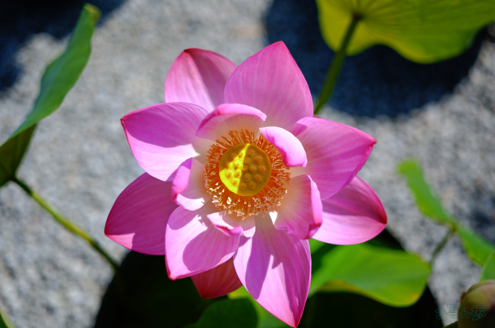 https://www.yaotomi.co.jp/blog/walk/SDIM6524%2C27%20mm%2CF1.8%2C1-8000%20%E7%A7%92%2Ciso100%28JPEG%29.jpg