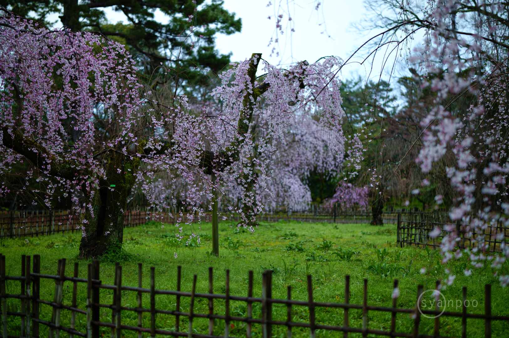 https://www.yaotomi.co.jp/blog/walk/SDIM6524%2C50%20mm%2CF1.2%2Ciso125%28JPEG%29.jpg