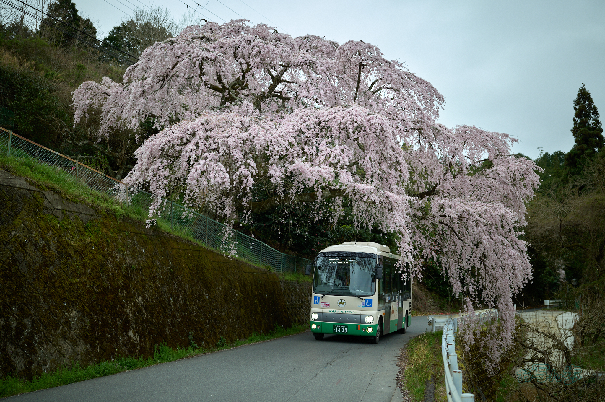 https://www.yaotomi.co.jp/blog/walk/SDIM6532co%2C35%20mm%2CF1.4%2Ciso640%28DNG%29.jpg