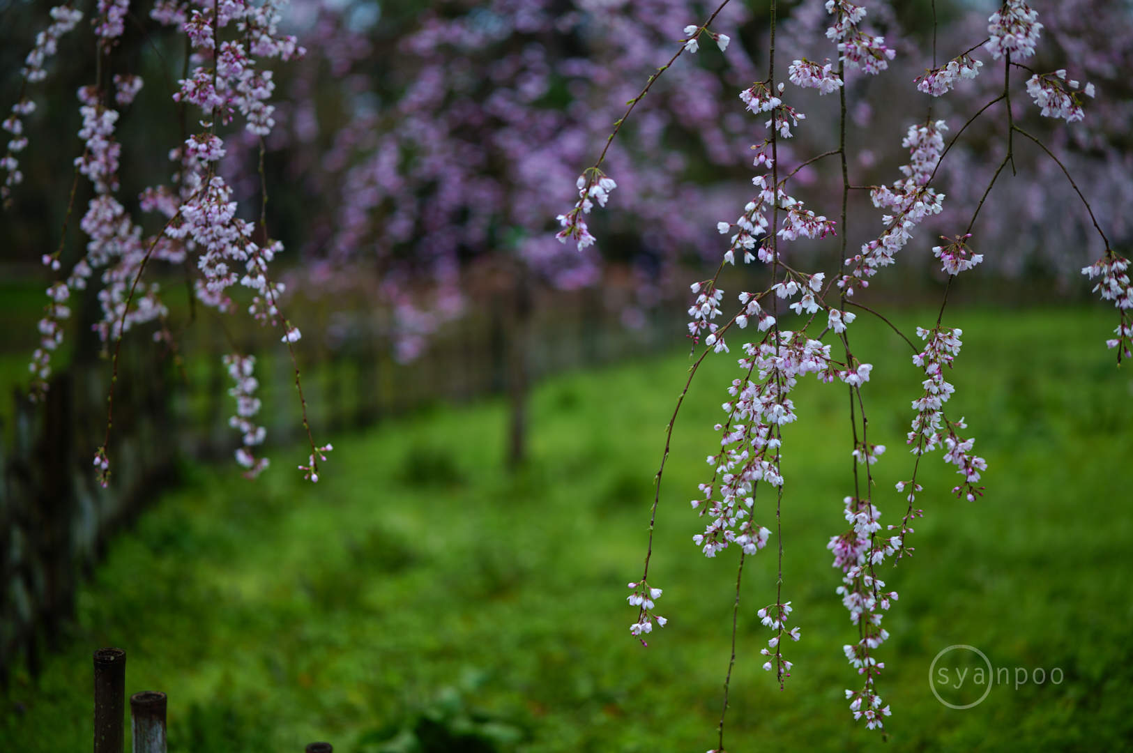 https://www.yaotomi.co.jp/blog/walk/SDIM6533%2C50%20mm%2CF1.2%2Ciso100%28JPEG%29.jpg