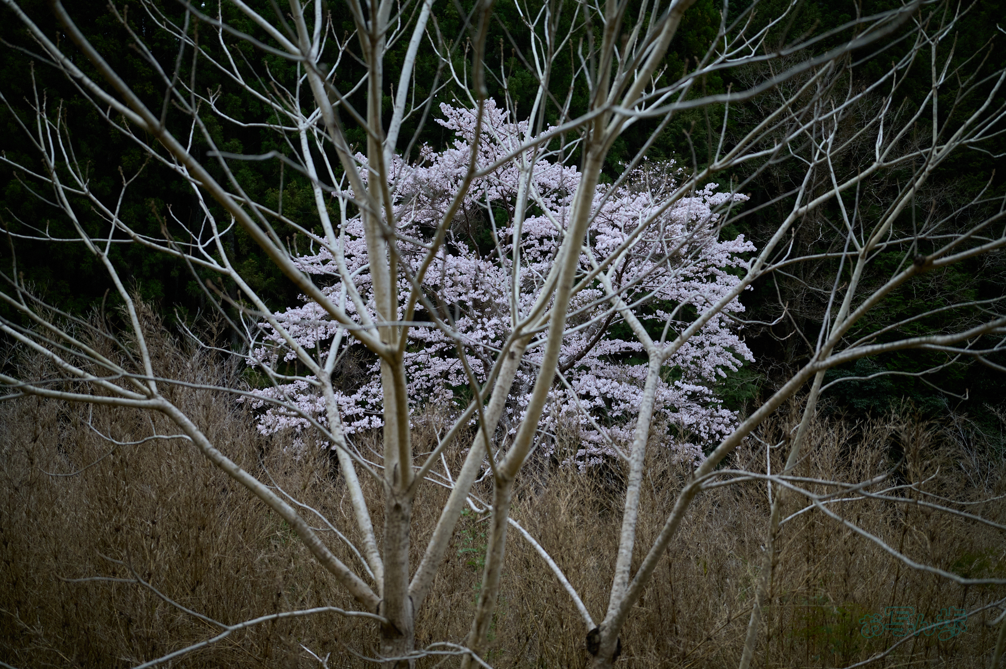 https://www.yaotomi.co.jp/blog/walk/SDIM6545co%2C35%20mm%2CF1.4%2Ciso640%28DNG%29_1.jpg