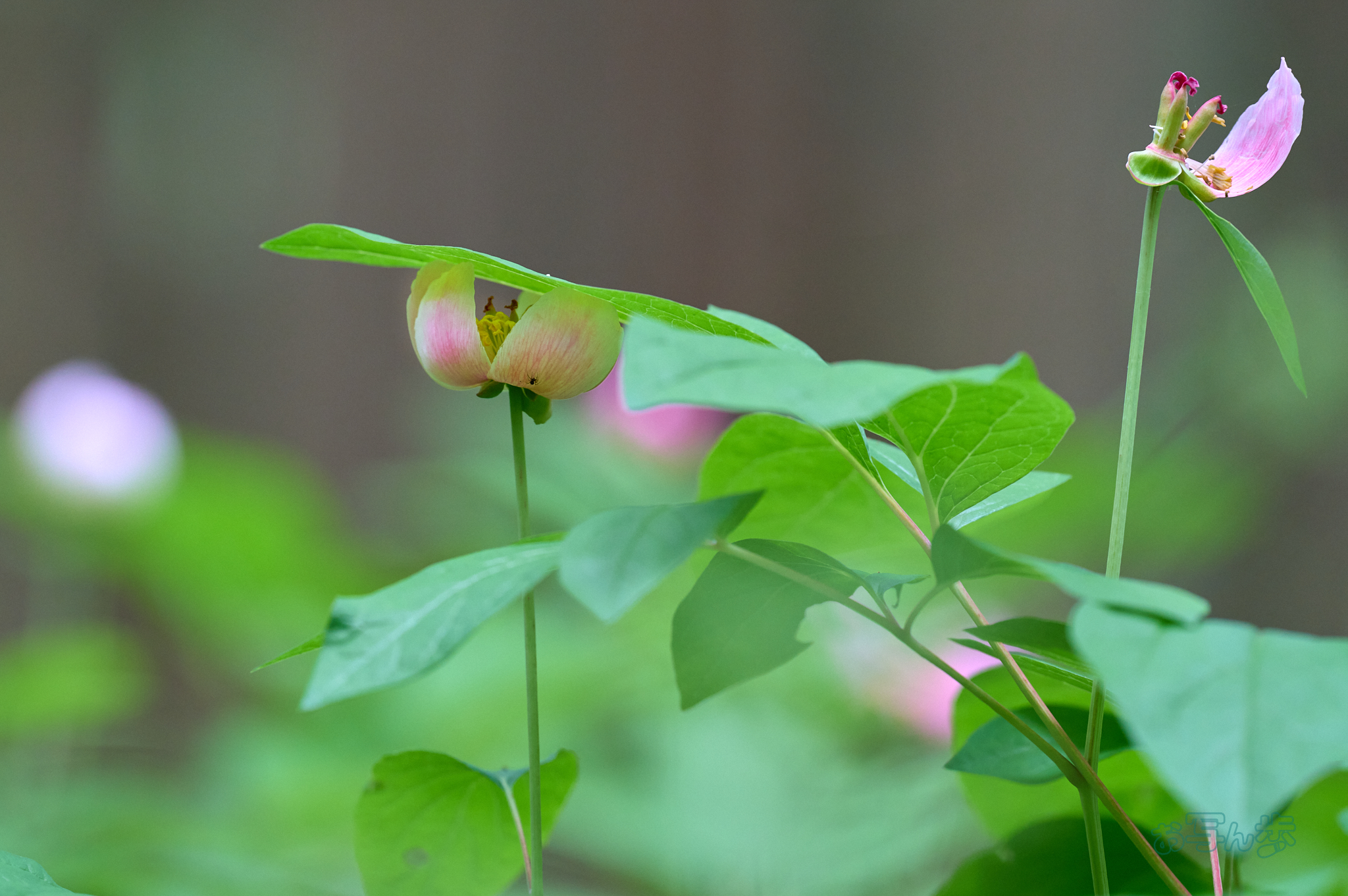 https://www.yaotomi.co.jp/blog/walk/SDIM6572co%2C200%20mm%2CF3.5%2Ciso1600%28DNG%29.jpg