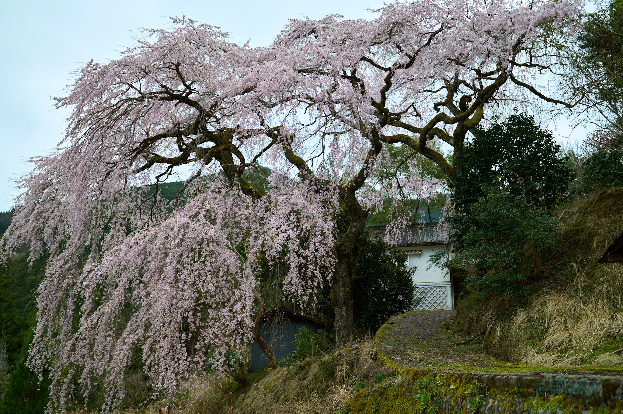 https://www.yaotomi.co.jp/blog/walk/SDIM6578co%2C35%20mm%2CF1.8%2Ciso100%28DNG%29.jpg