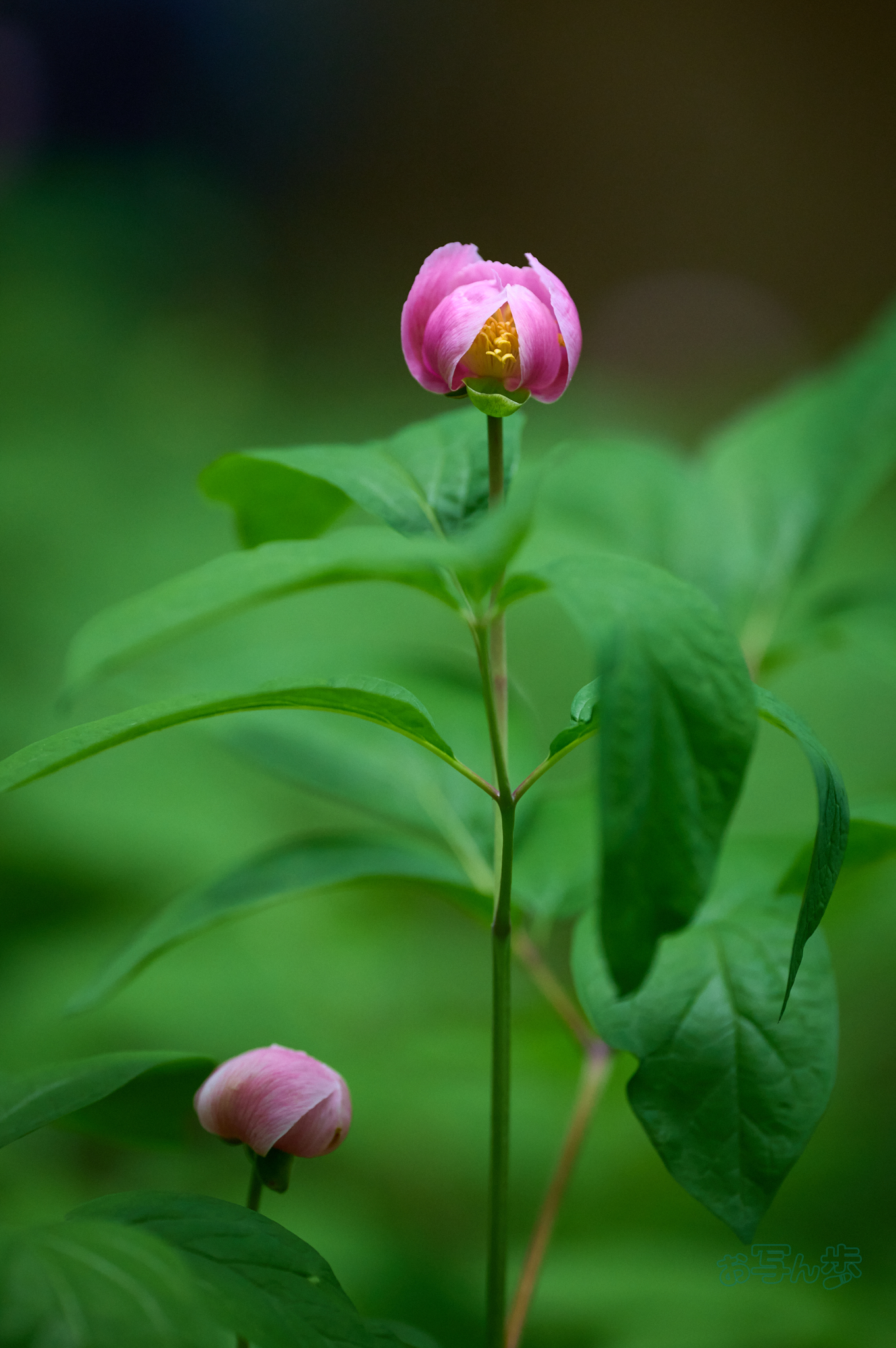 https://www.yaotomi.co.jp/blog/walk/SDIM6583co%2C200%20mm%2CF2.2%2Ciso1600%28DNG%29.jpg