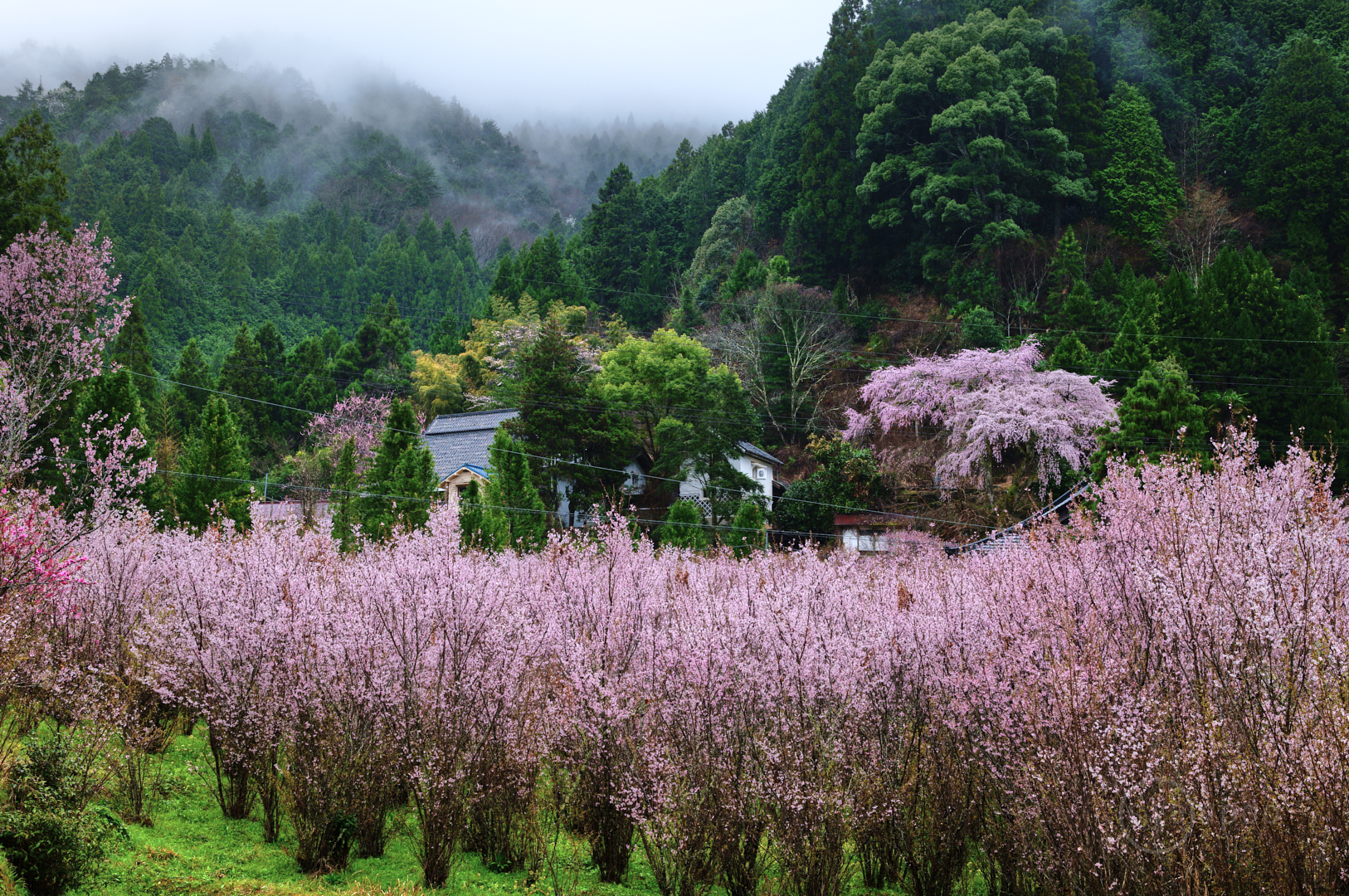 https://www.yaotomi.co.jp/blog/walk/SDIM6609%2C50%20mm%2CF8%2Ciso200%28JPEG%29.jpg