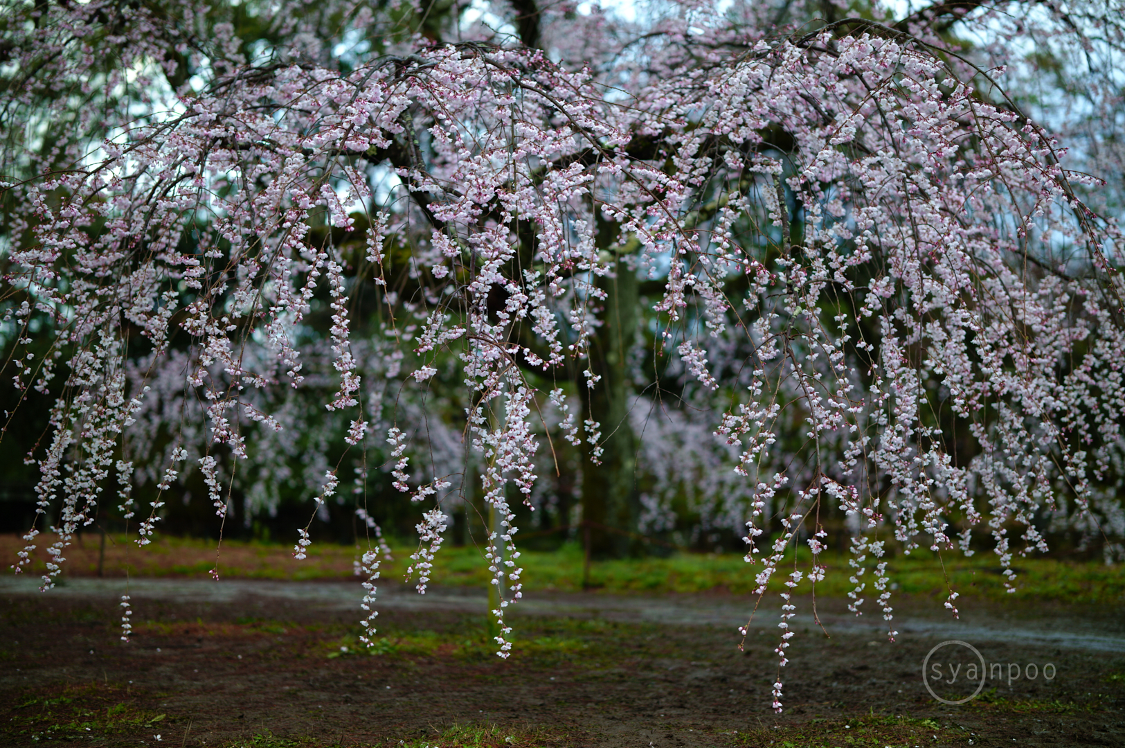 https://www.yaotomi.co.jp/blog/walk/SDIM6611%2C50%20mm%2CF1.2%2Ciso100%28JPEG%29.jpg