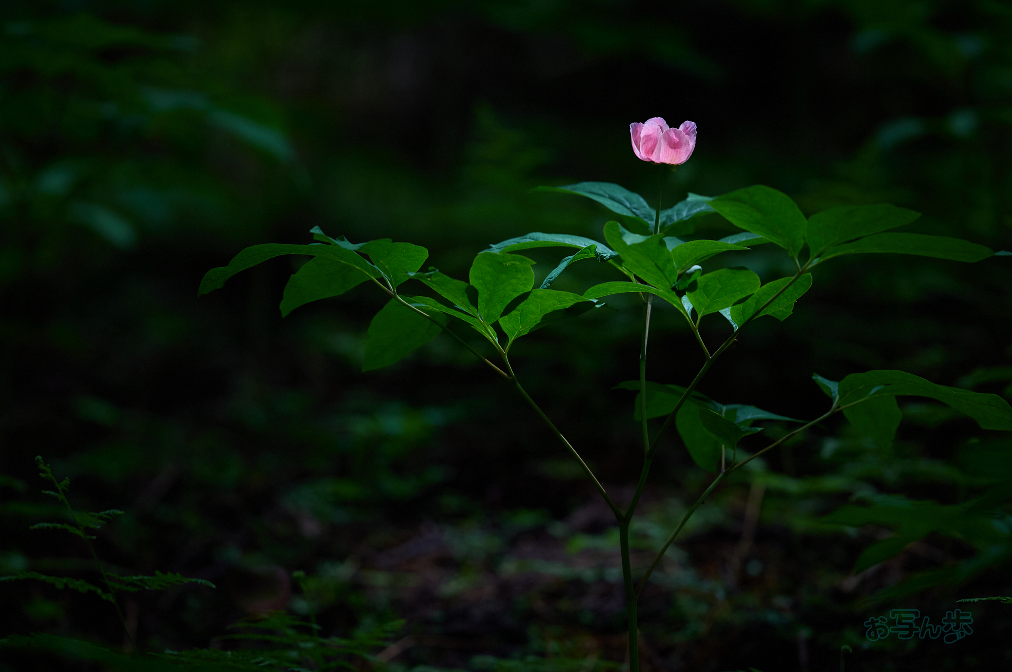 https://www.yaotomi.co.jp/blog/walk/SDIM6653co%2C200%20mm%2CF2.2%2Ciso400%28DNG%29_1.jpg