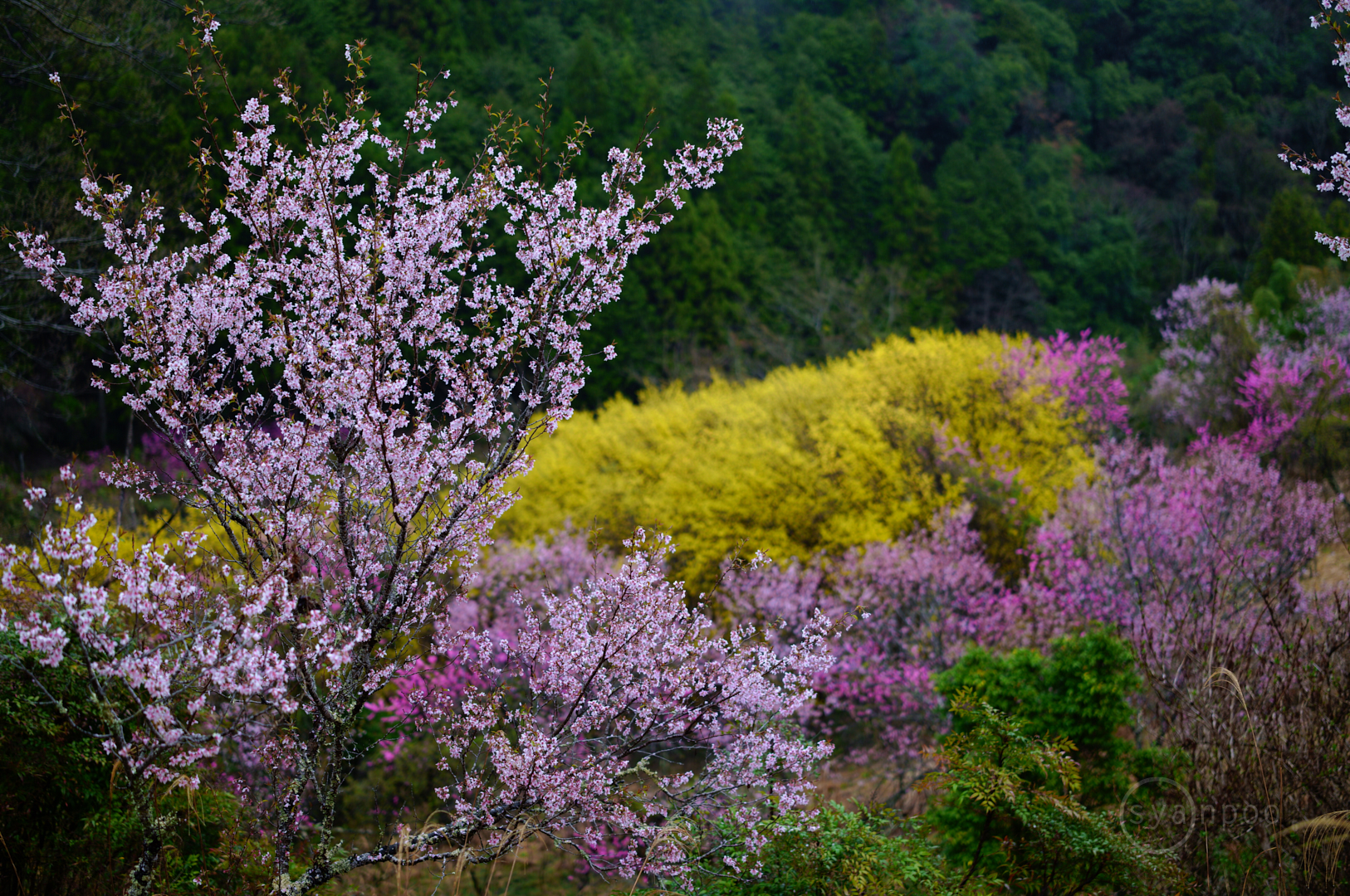 https://www.yaotomi.co.jp/blog/walk/SDIM6654%2C50%20mm%2CF2%2Ciso100%28JPEG%29.jpg