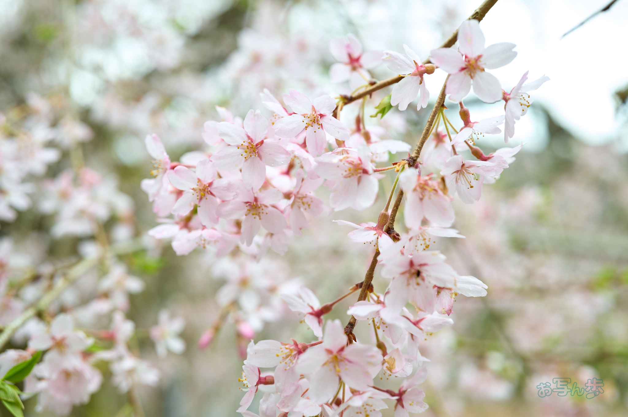 https://www.yaotomi.co.jp/blog/walk/SDIM6670co%2C35%20mm%2CF3.5%2Ciso100%28DNG%29.jpg