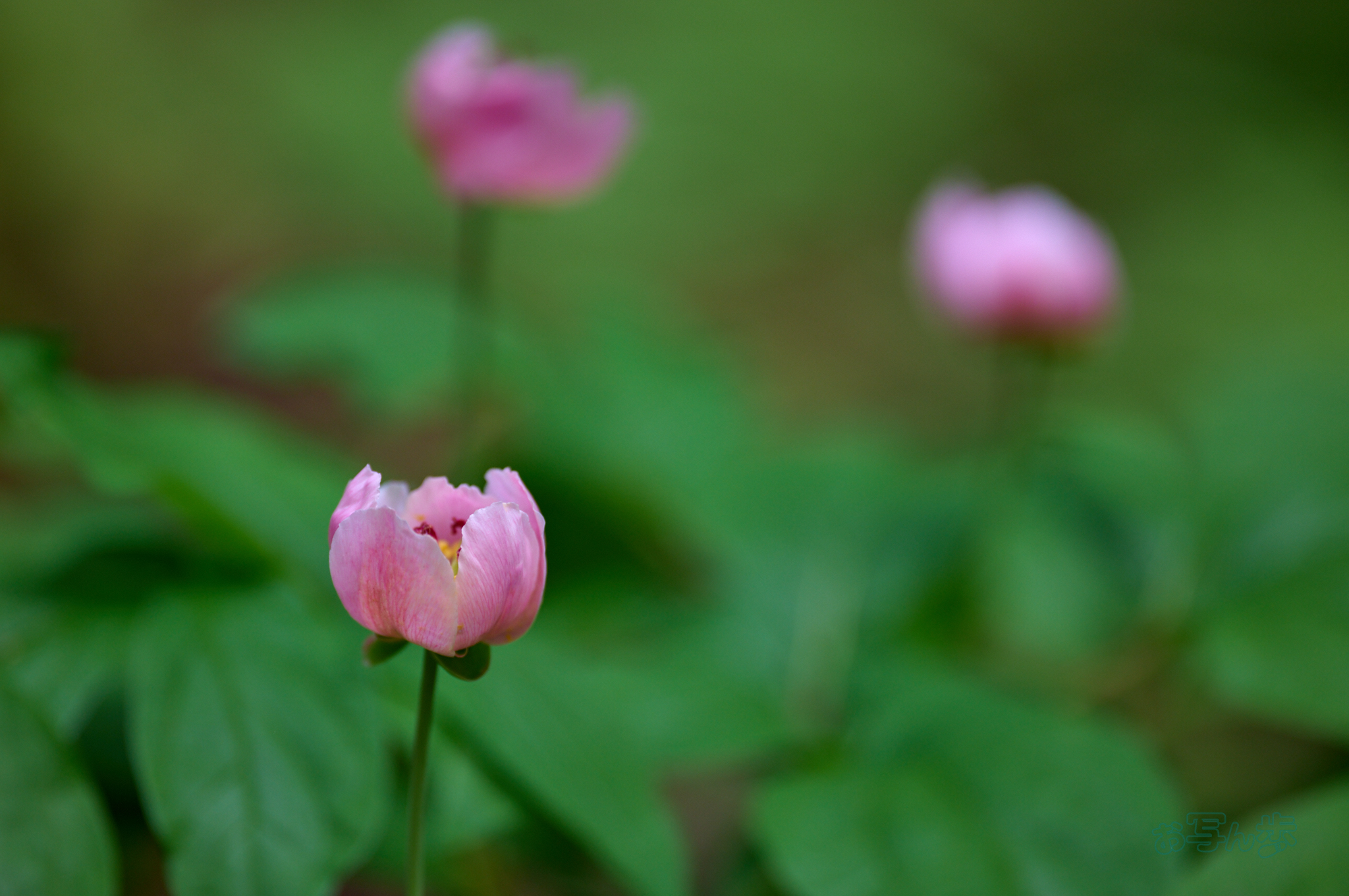 https://www.yaotomi.co.jp/blog/walk/SDIM6694co%2C200%20mm%2CF2.2%2Ciso400%28DNG%29.jpg