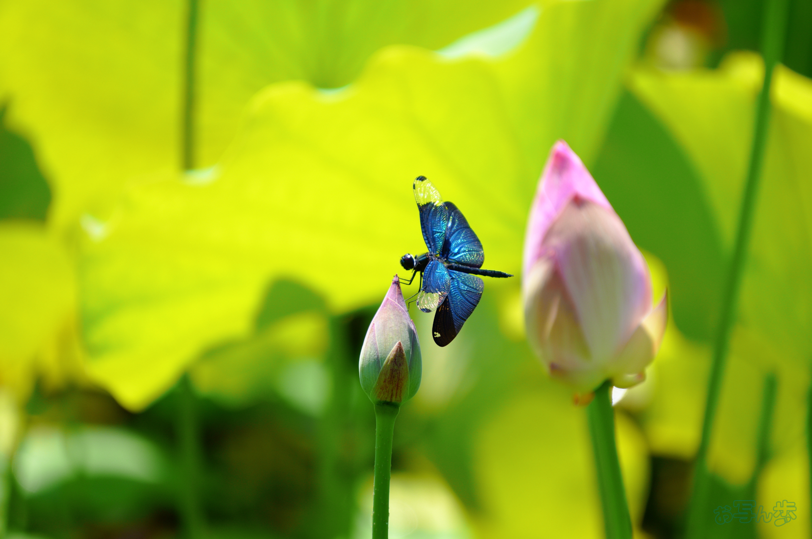 https://www.yaotomi.co.jp/blog/walk/SDIM6770%2C300%20mm%2CF6.7%2C1-320%20%E7%A7%92%2Ciso160%28JPEG%29.jpg