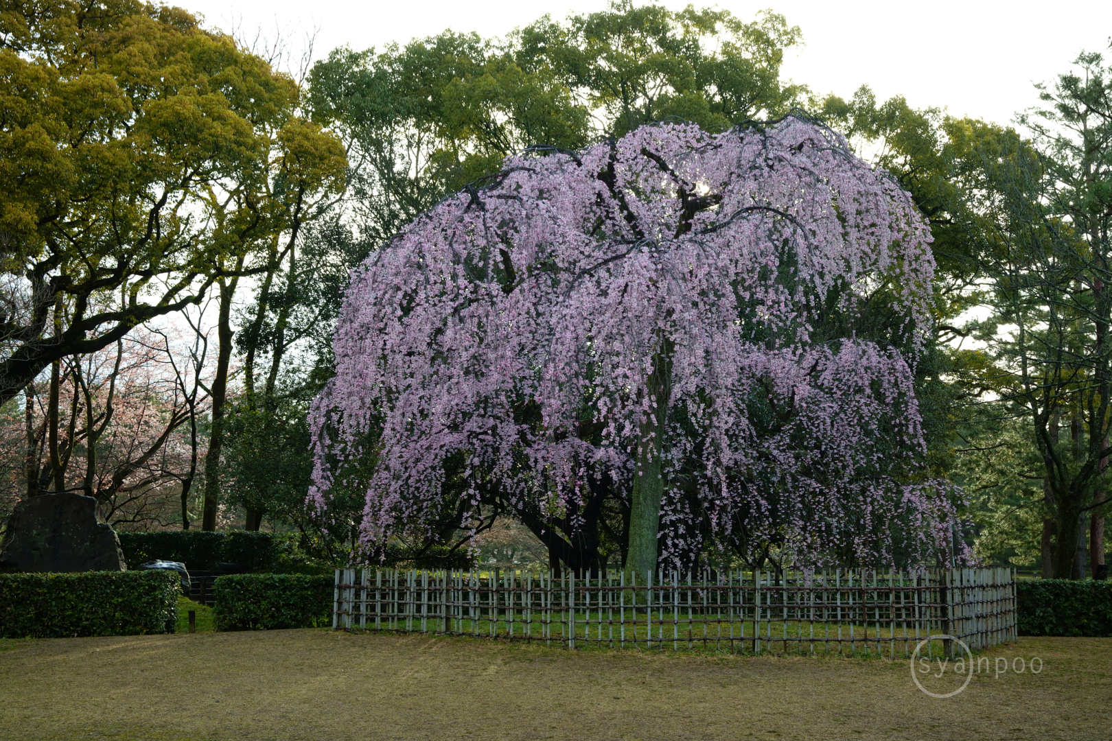 https://www.yaotomi.co.jp/blog/walk/SDIM6770%2C50%20mm%2CF14%2Ciso1000%28JPEG%29.jpg