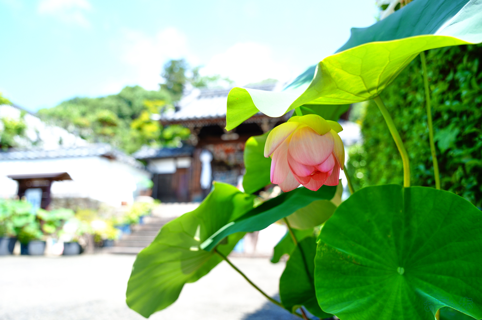 https://www.yaotomi.co.jp/blog/walk/SDIM6820%2C17%20mm%2CF2%2C1-640%20%E7%A7%92%2Ciso100%28JPEG%29.jpg