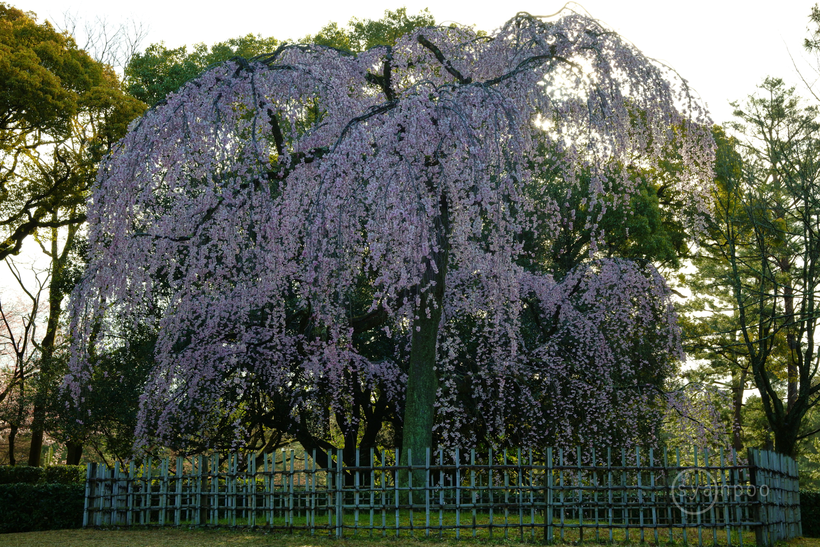 https://www.yaotomi.co.jp/blog/walk/SDIM6877%2C50%20mm%2CF14%2Ciso640%28JPEG%29.jpg