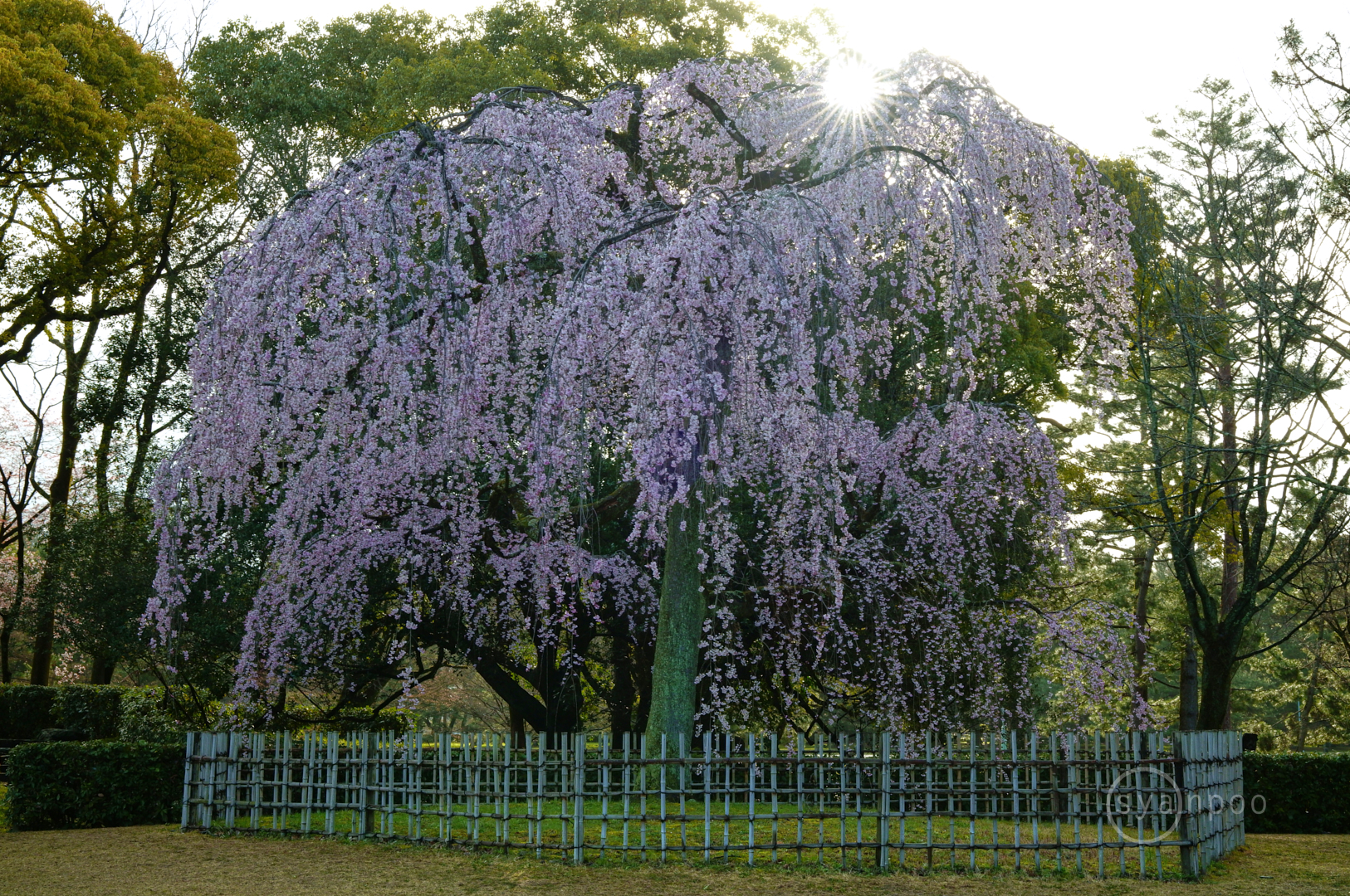 https://www.yaotomi.co.jp/blog/walk/SDIM6907%2C50%20mm%2CF14%2Ciso1000%28JPEG%29.jpg