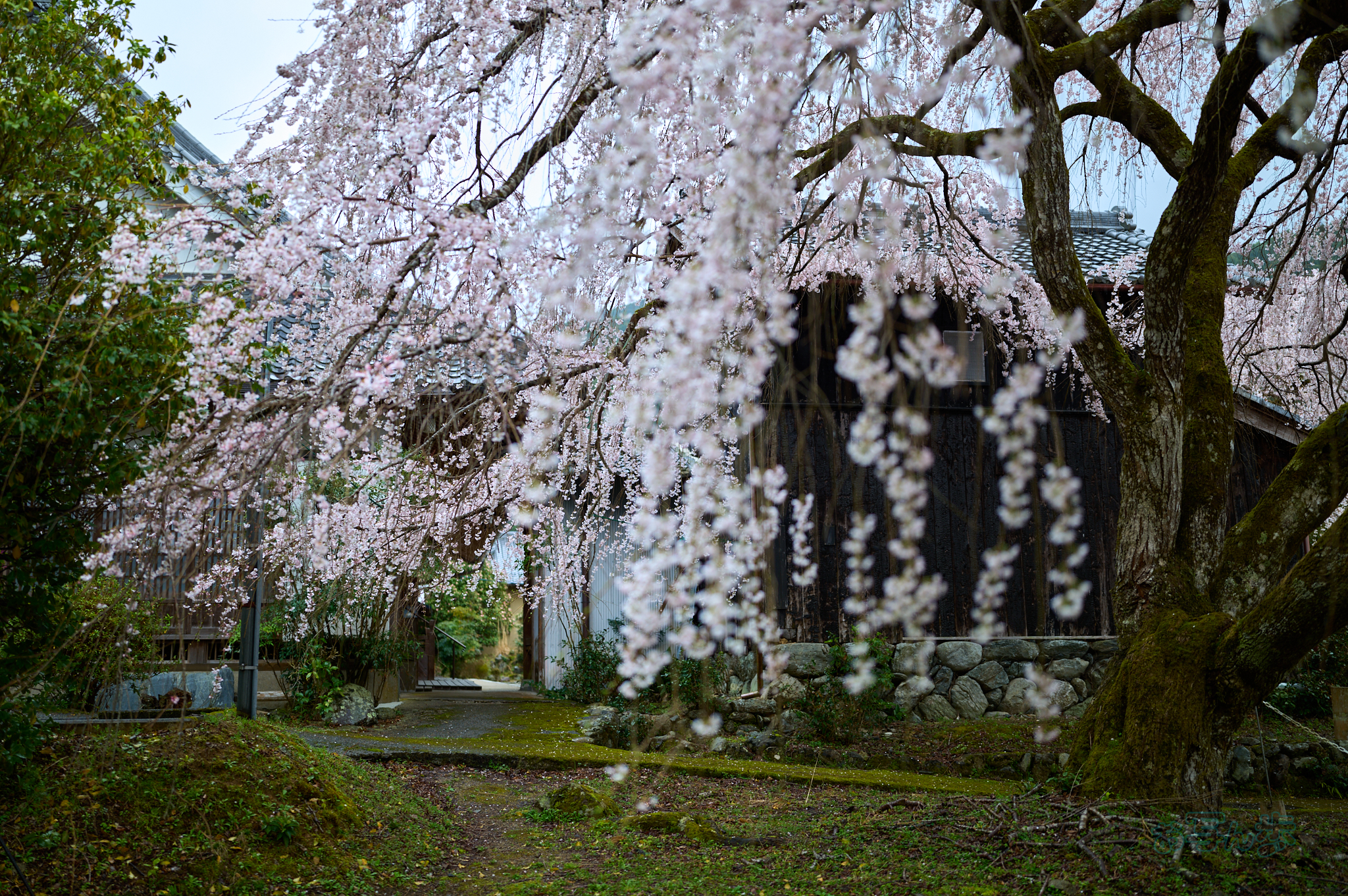 https://www.yaotomi.co.jp/blog/walk/SDIM6940co%2C35%20mm%2CF1.4%2Ciso100%28DNG%29_1.jpg