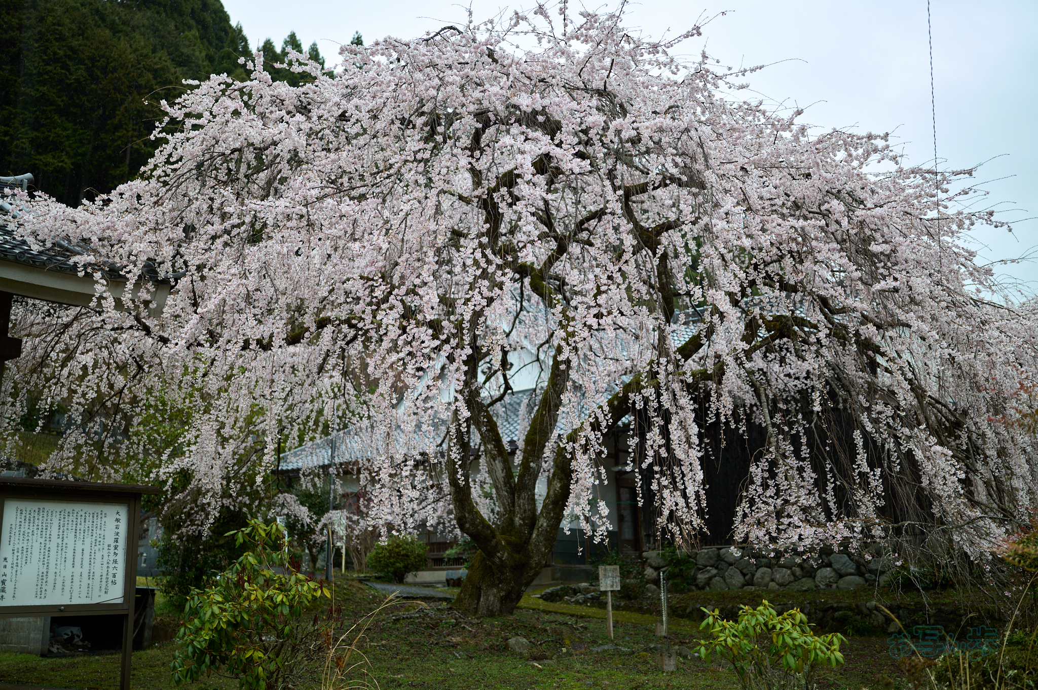 https://www.yaotomi.co.jp/blog/walk/SDIM6947co%2C35%20mm%2CF1.4%2Ciso100%28DNG%29.jpg