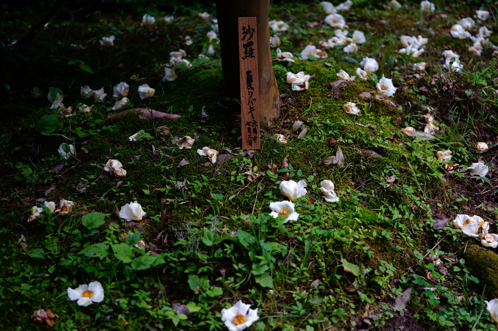 https://www.yaotomi.co.jp/blog/walk/SDIM6986%2C38%20mm%2CF1.8%2C1-320%20%E7%A7%92%2Ciso100%28JPEG%29.jpg