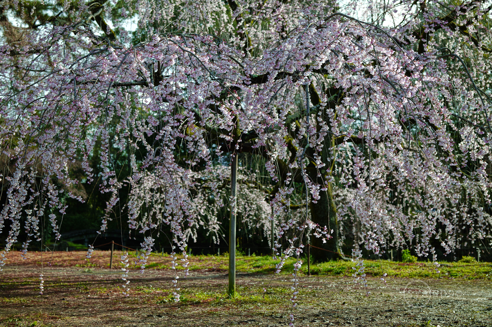 https://www.yaotomi.co.jp/blog/walk/SDIM6996%2C50%20mm%2CF4.5%2Ciso100%28JPEG%29.jpg