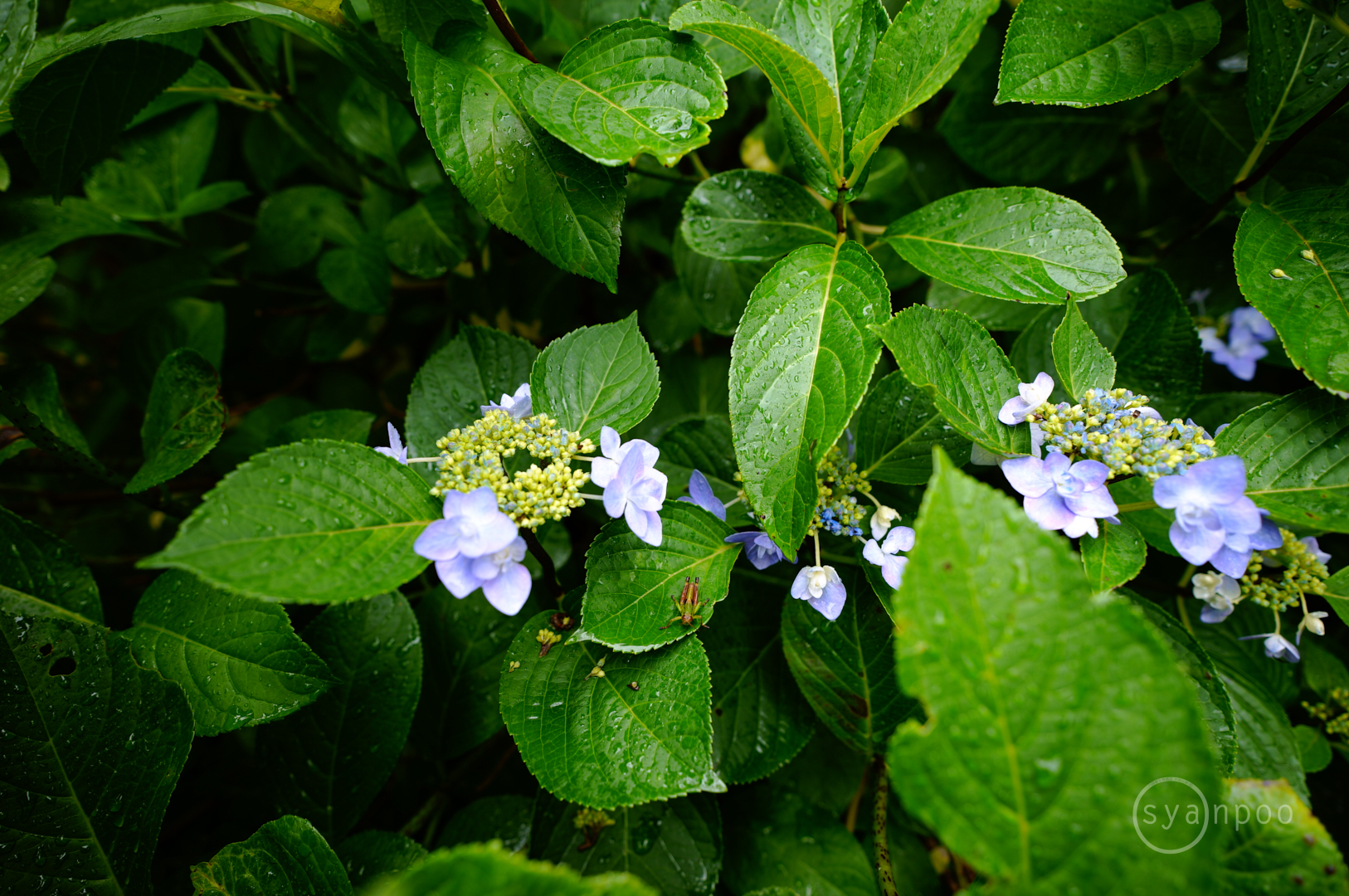 https://www.yaotomi.co.jp/blog/walk/SDIM7017%2C16%20mm%2CF2.8%2Ciso100%28JPEG%29.jpg