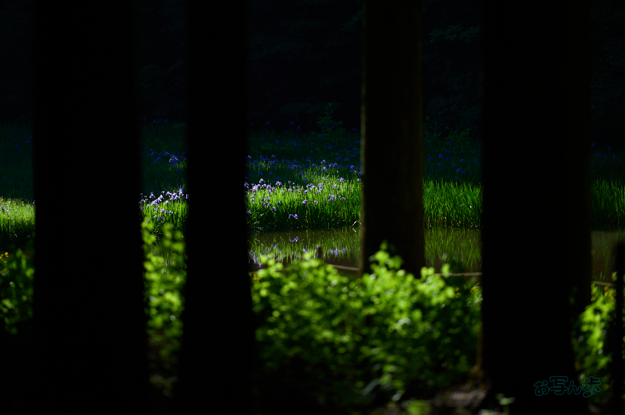 https://www.yaotomi.co.jp/blog/walk/SDIM7043co%2C200%20mm%2CF2%2Ciso100%28DNG%29.jpg