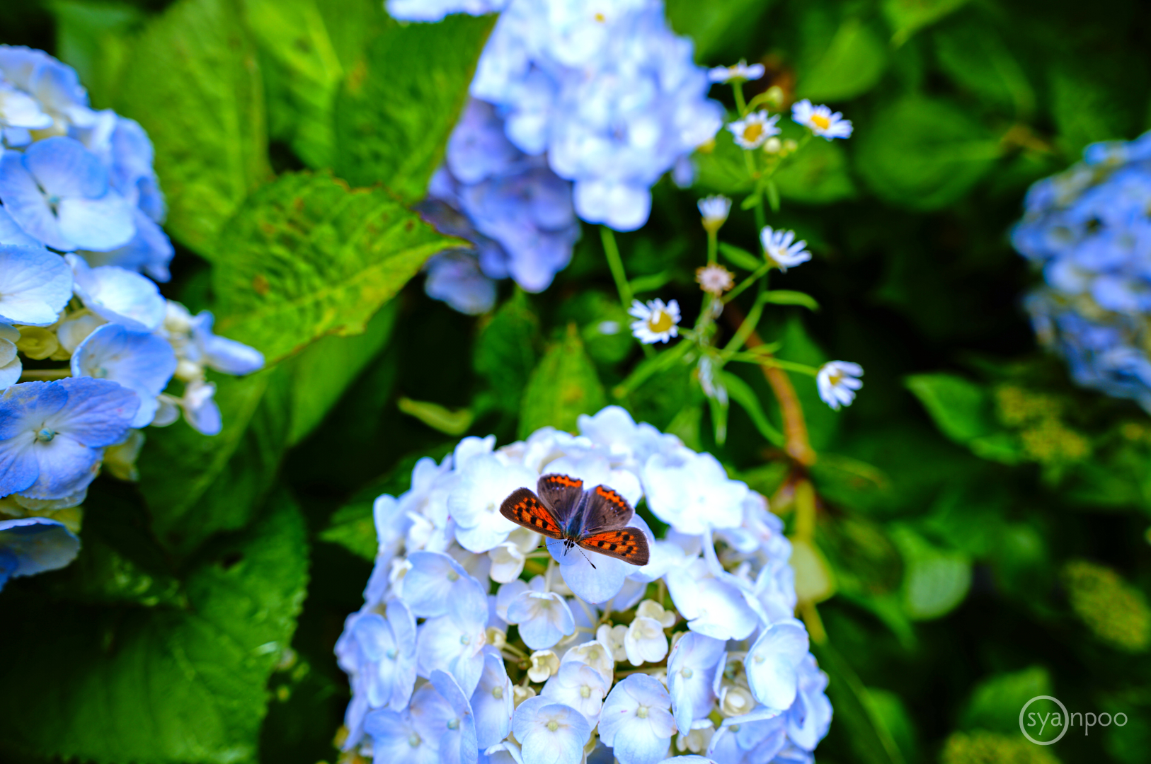 https://www.yaotomi.co.jp/blog/walk/SDIM7047%20JPEG%2C16%20mm%2CF2.8.jpg