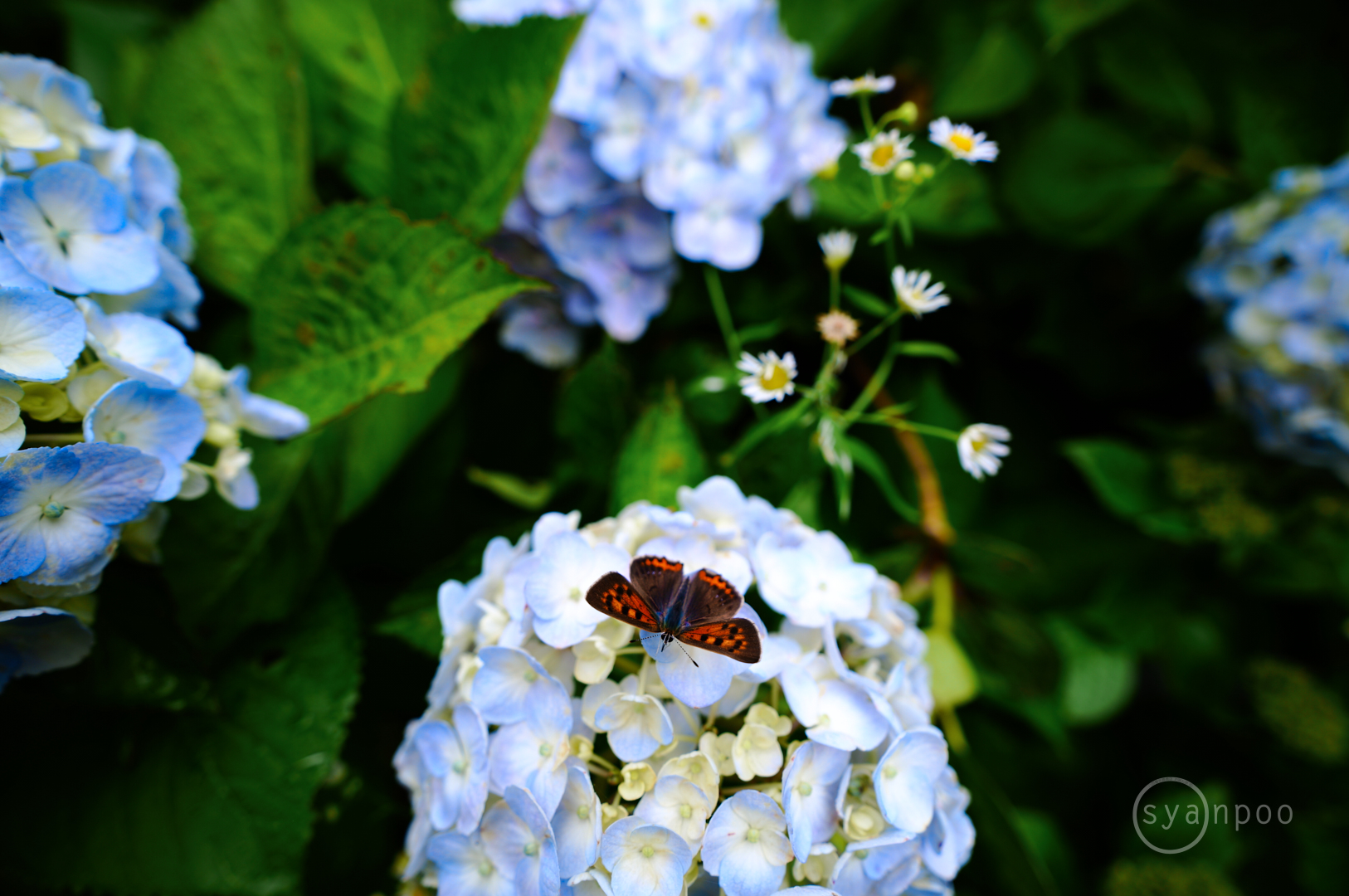 https://www.yaotomi.co.jp/blog/walk/SDIM7047%2C16%20mm%2CF2.8%2Ciso100%28JPEG%29.jpg