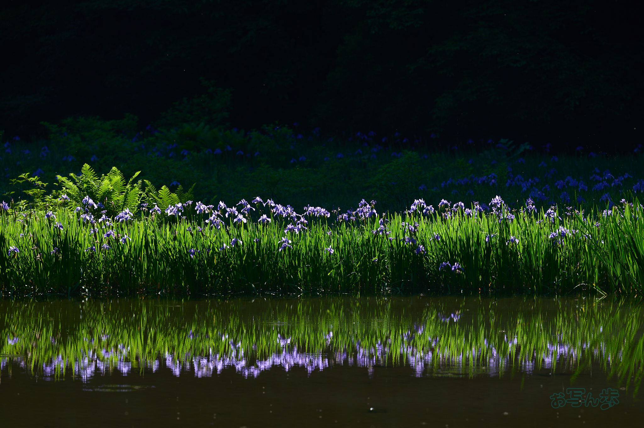 https://www.yaotomi.co.jp/blog/walk/SDIM7051co%2C200%20mm%2CF5.6%2Ciso100%28DNG%29.jpg