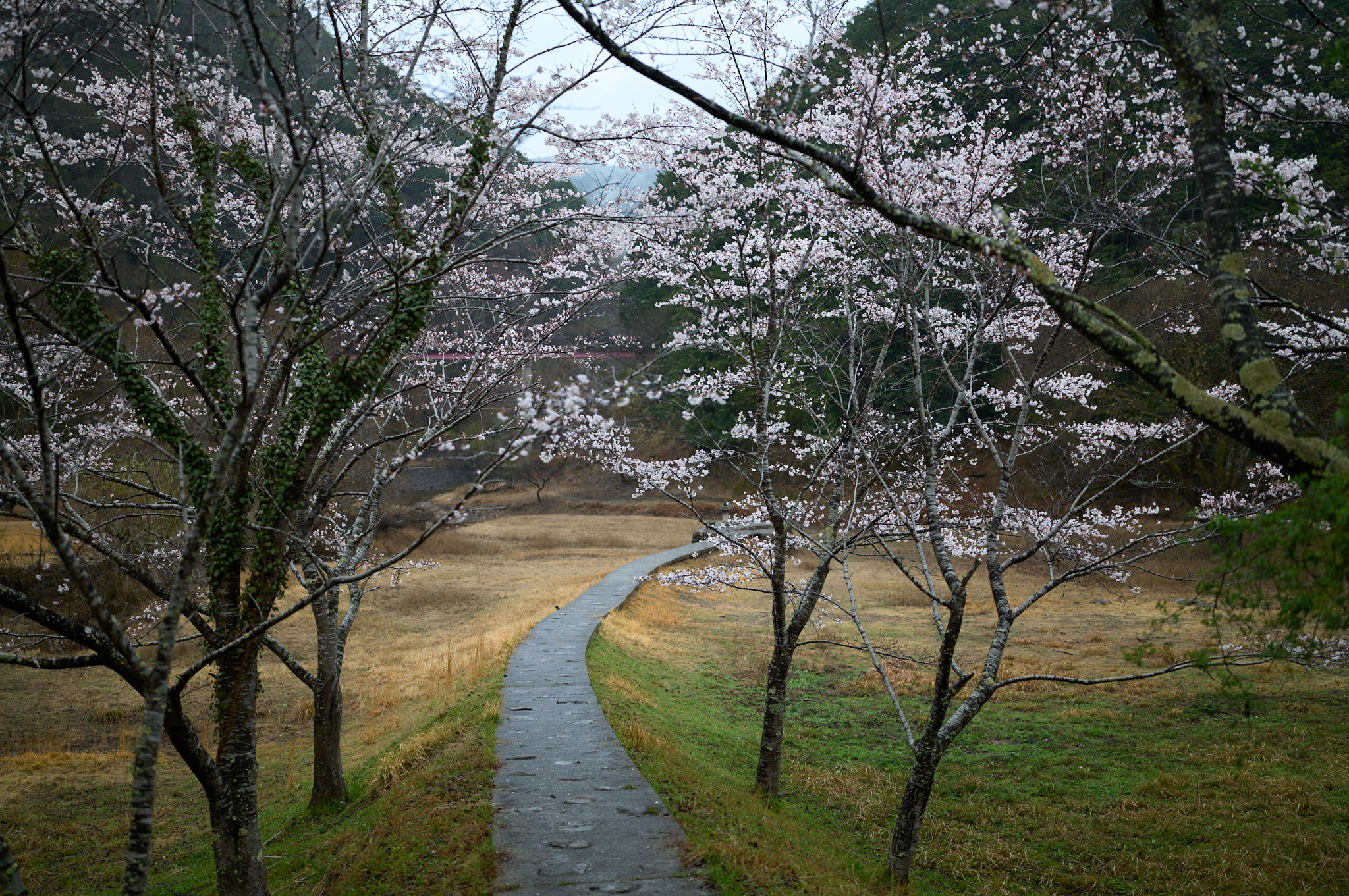https://www.yaotomi.co.jp/blog/walk/SDIM7071co%2C35%20mm%2CF1.4%2Ciso100%28DNG%29.jpg