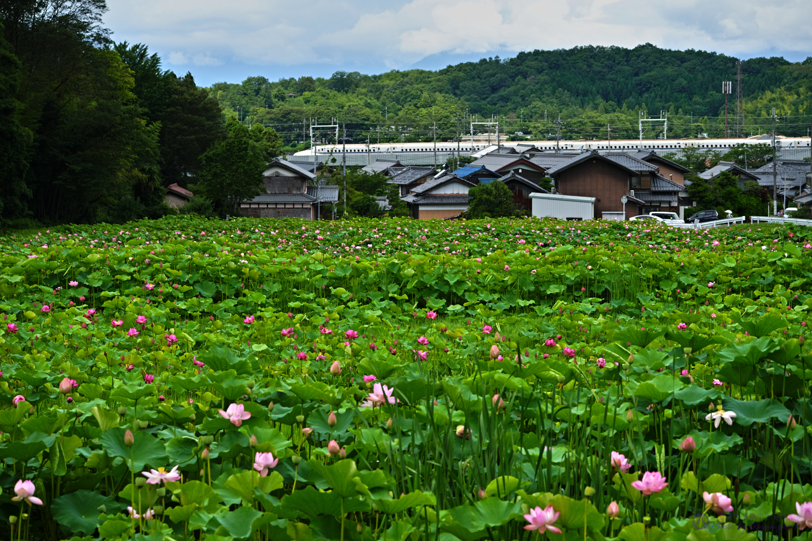 https://www.yaotomi.co.jp/blog/walk/SDIM7072%2C130%20mm%2CF8%2Ciso800_2020yaotomi.jpg