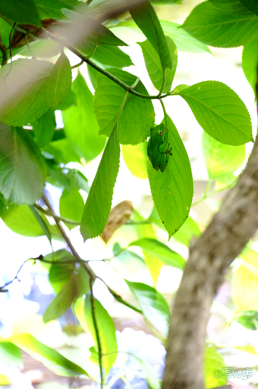 https://www.yaotomi.co.jp/blog/walk/SDIM7084%2C164%20mm%2CF6.4%2C1-125%20%E7%A7%92%2Ciso6400%28JPEG%29.jpg