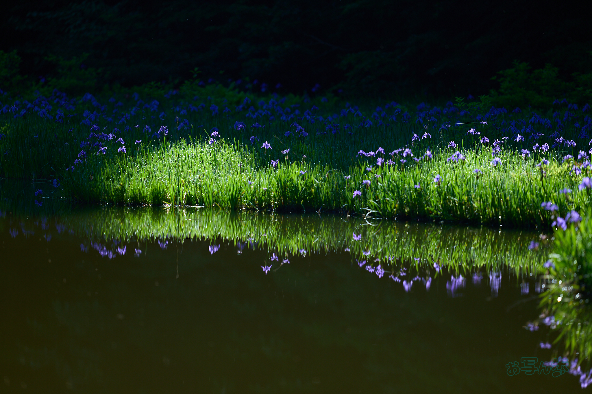 https://www.yaotomi.co.jp/blog/walk/SDIM7090co%2C200%20mm%2CF2%2Ciso100%28DNG%29.jpg