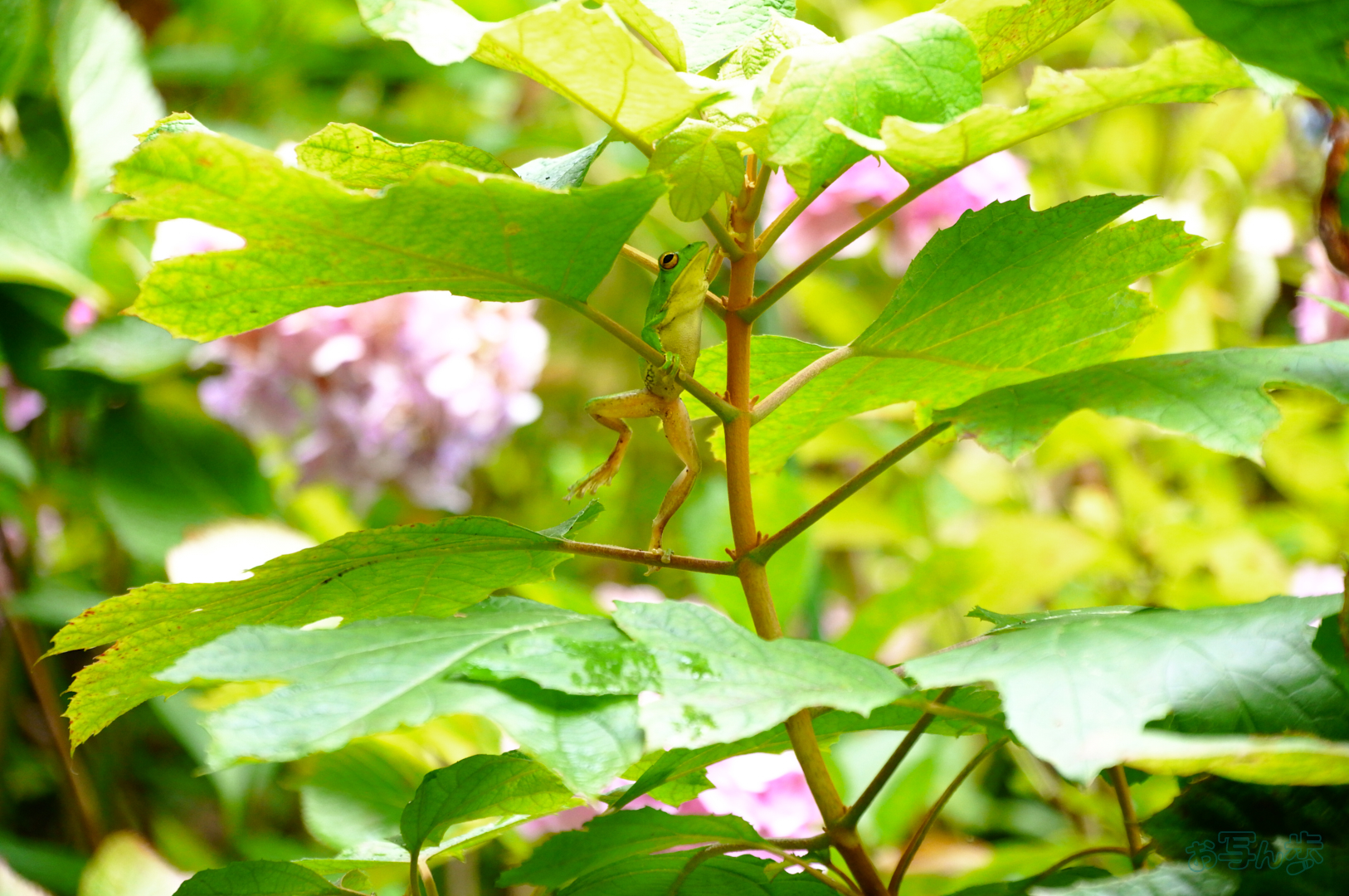 https://www.yaotomi.co.jp/blog/walk/SDIM7096%2C157%20mm%2CF6.4%2C1-250%20%E7%A7%92%2Ciso2500%28JPEG%29.jpg