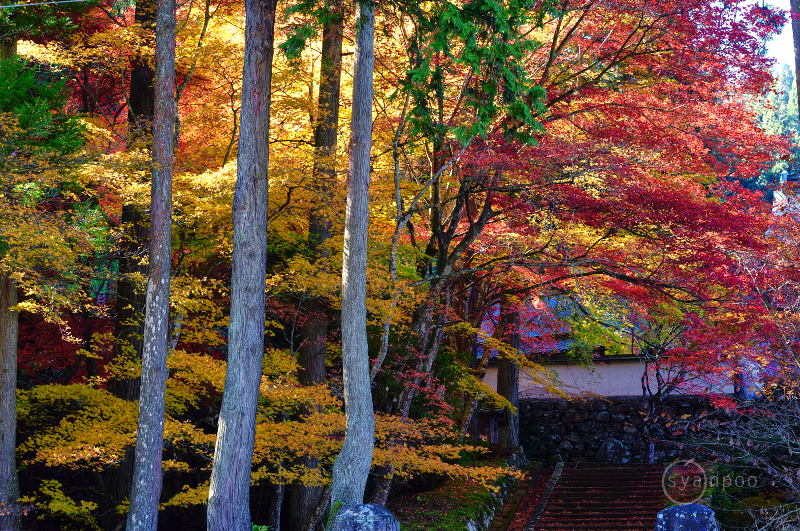 https://www.yaotomi.co.jp/blog/walk/SDIM7104%2C70%20mm%2CF10%2Ciso1600%28JPEG%29.jpg