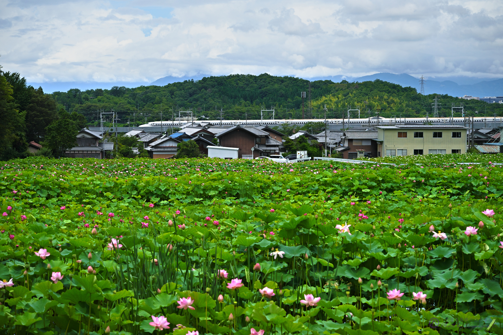 https://www.yaotomi.co.jp/blog/walk/SDIM7111%2C100%20mm%2CF8%2Ciso800_2020yaotomi.jpg