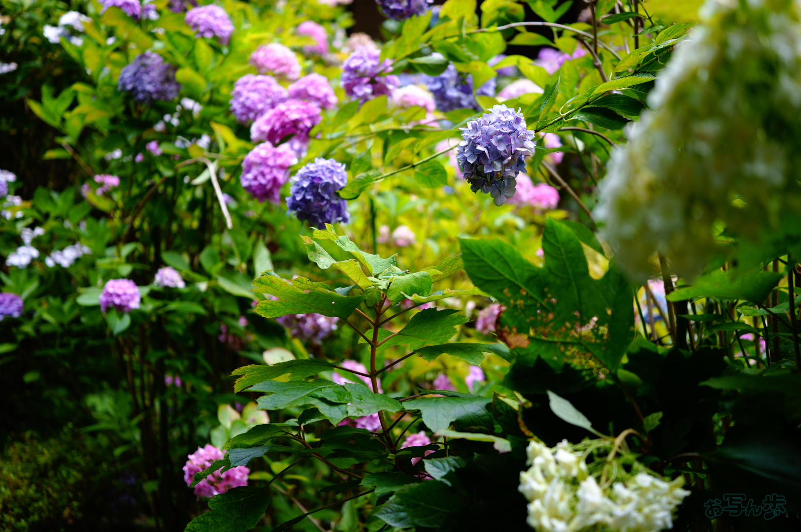 https://www.yaotomi.co.jp/blog/walk/SDIM7129%2C40%20mm%2CF1.8%2C1-400%20%E7%A7%92%2Ciso100%28JPEG%29.jpg