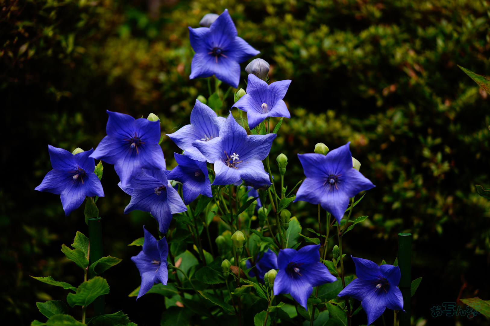 https://www.yaotomi.co.jp/blog/walk/SDIM7136%2C40%20mm%2CF1.8%2C1-1250%20%E7%A7%92%2Ciso100%28JPEG%29.jpg
